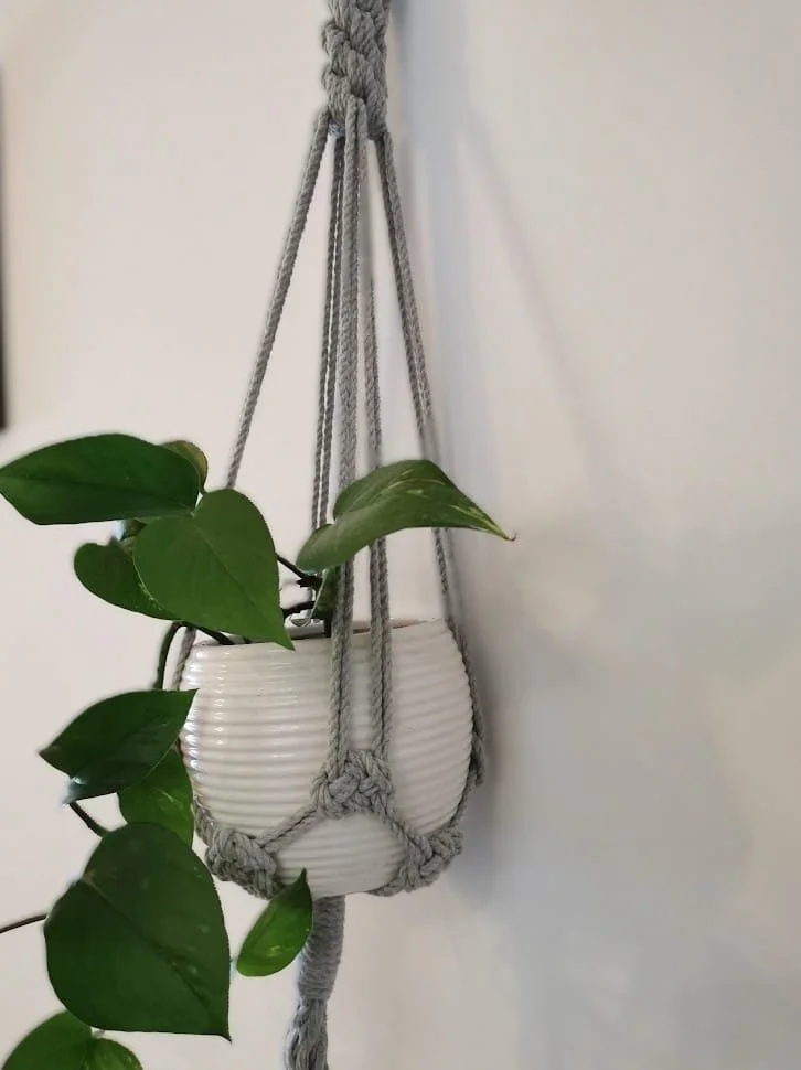 plant.jpg