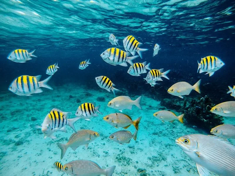 Underwater scene with a school of fish, some striped yellow and black, others silver, swimming above a sandy ocean floor.