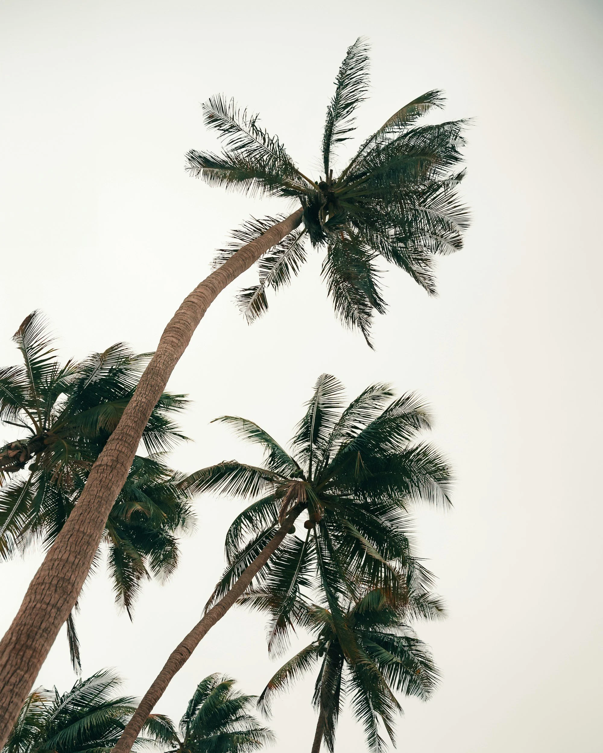 Tall palm trees with slender trunks and lush green fronds against a pale, overcast sky.