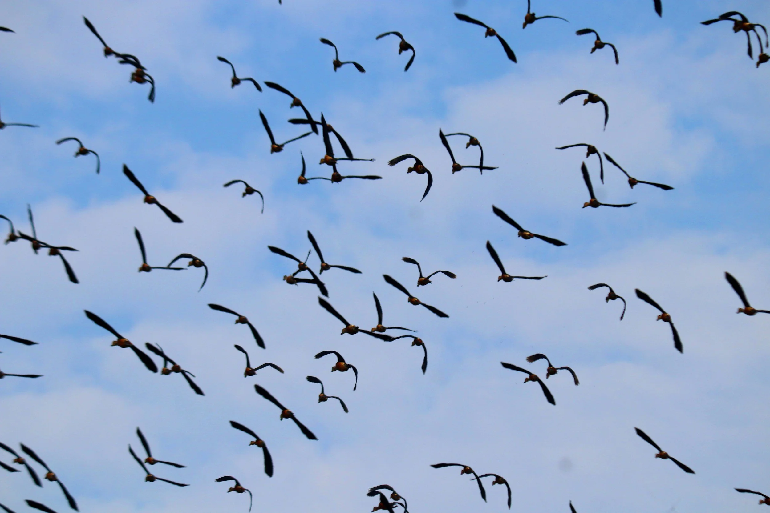 A flock of birds flying in the sky against a blue sky with some light clouds.