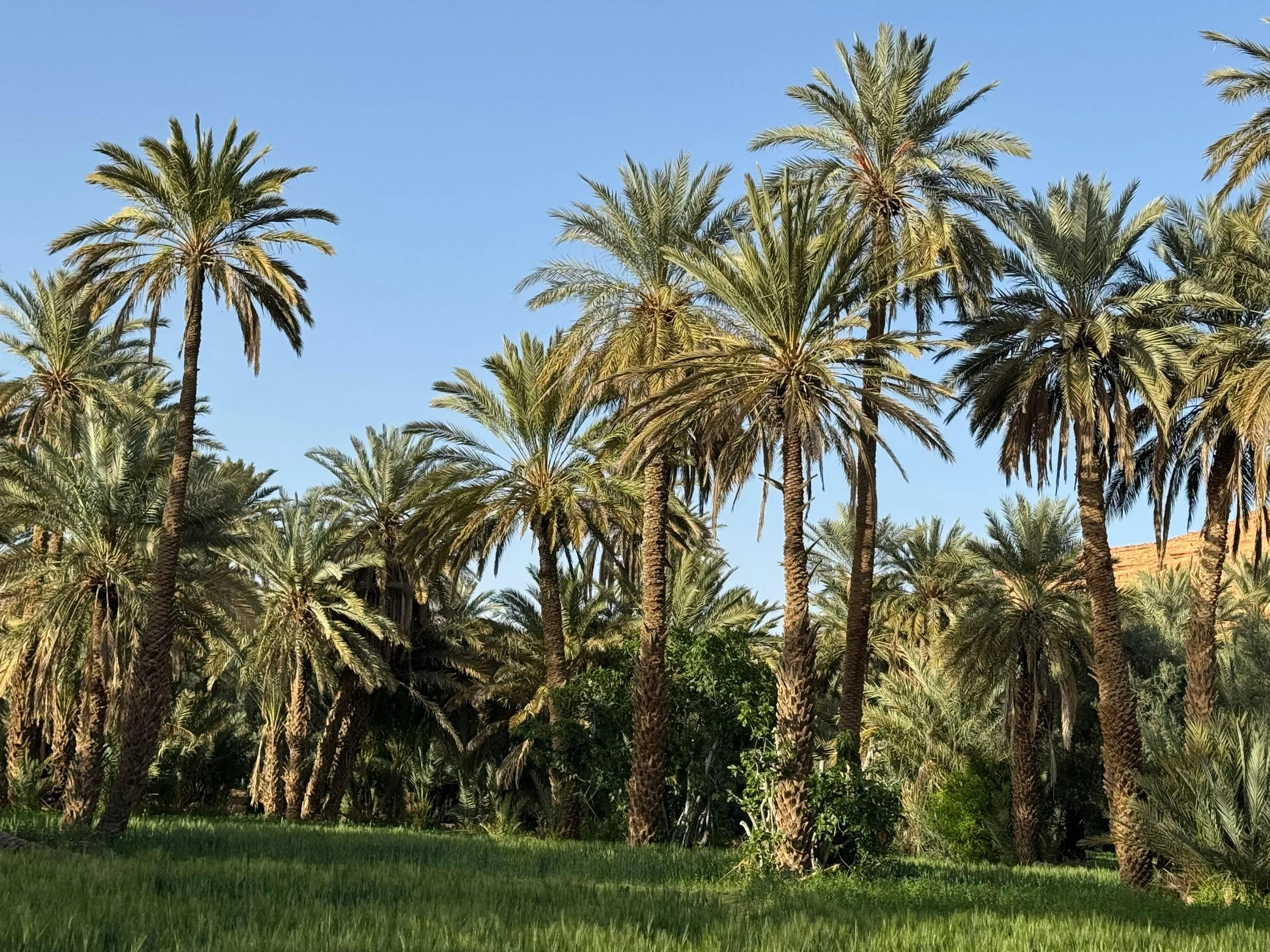 Cluster of tall palm trees with green fronds against a clear blue sky, with lush green grass and foliage in the foreground.