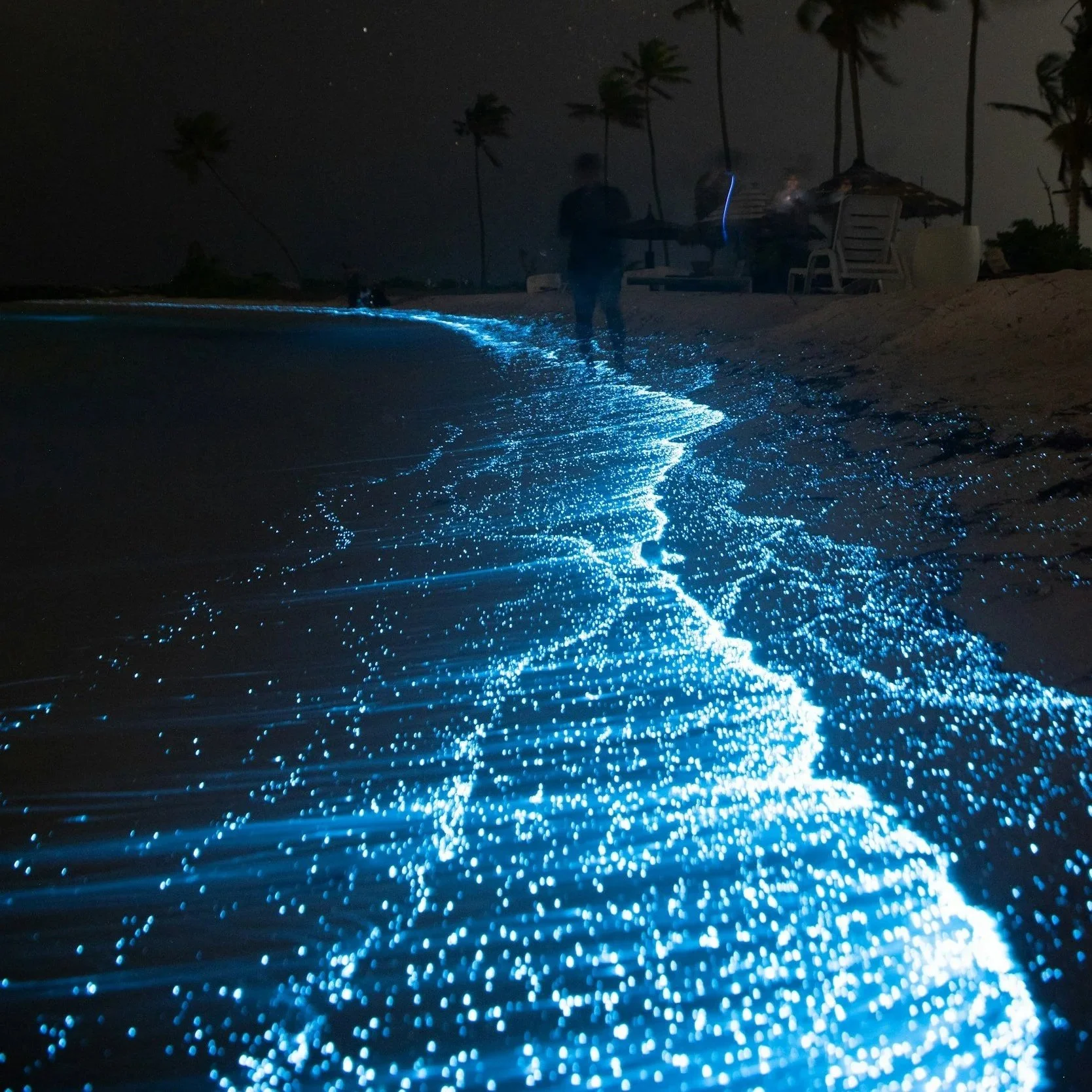 Bioluminescent Shores