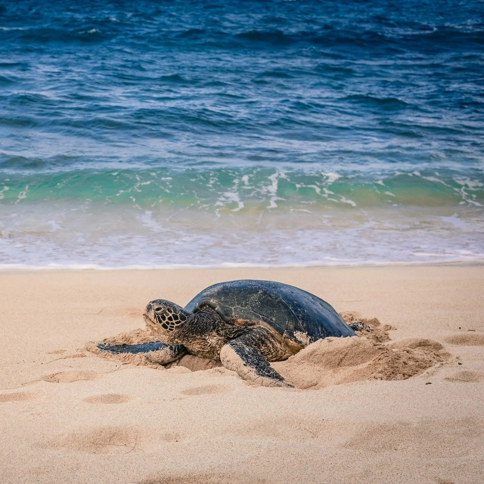 Ras Al Jinz Turtle Reserve