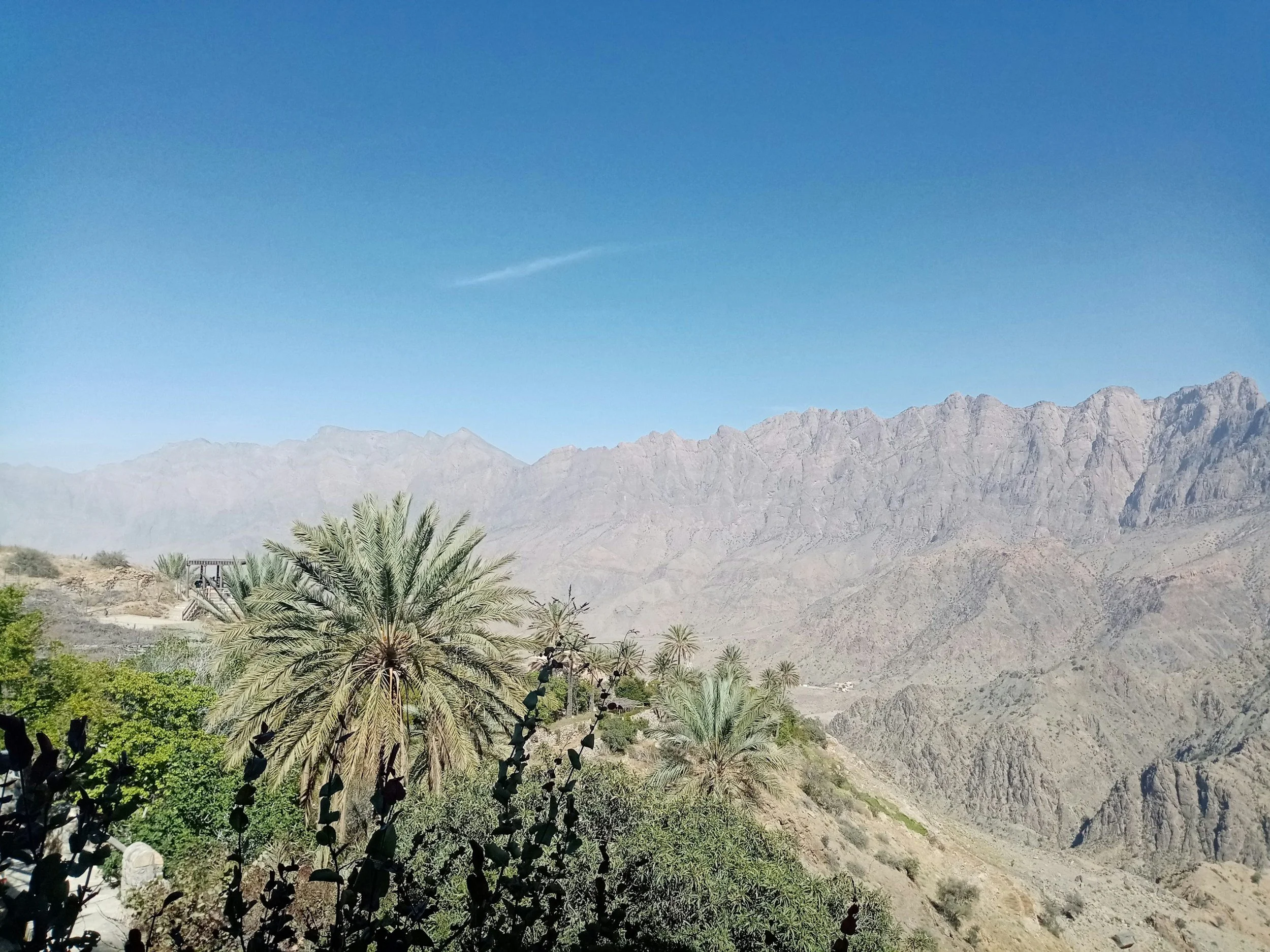 mountain palms.jpg