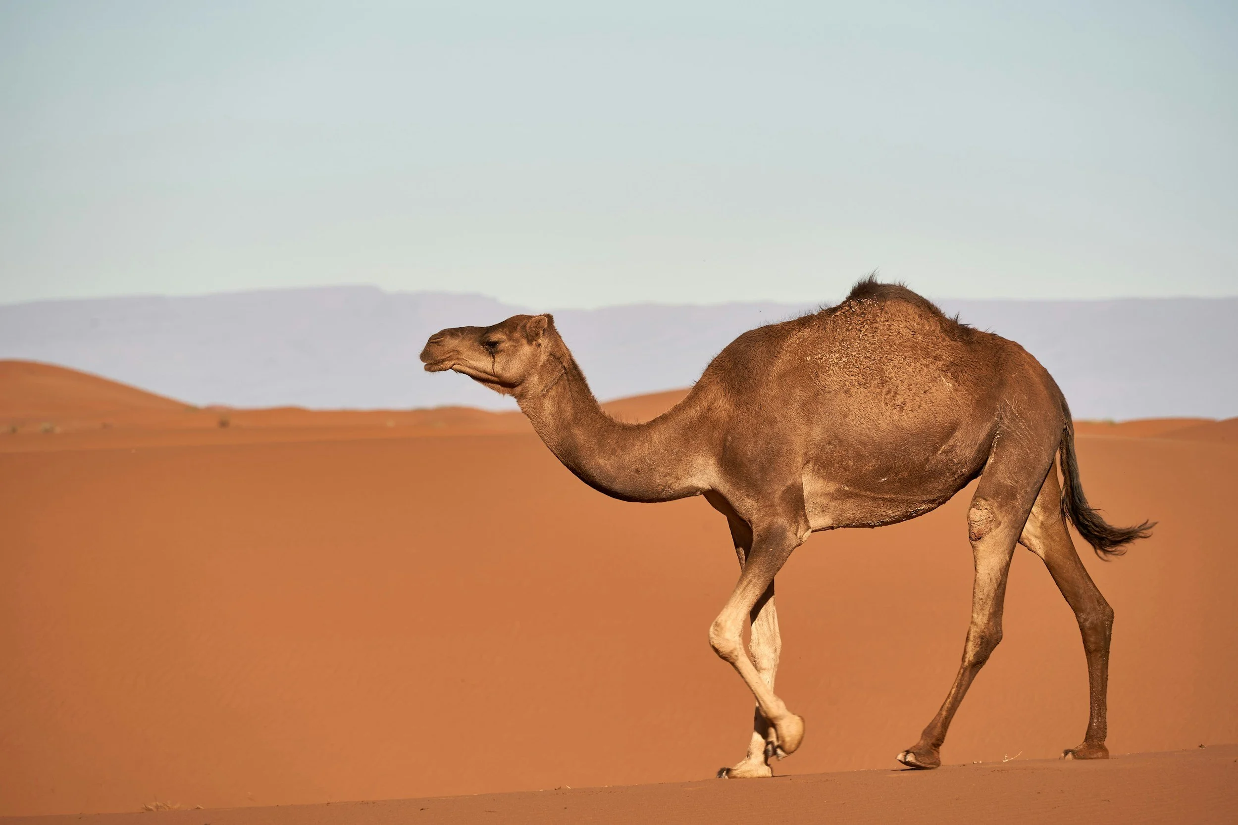 desert camel riding.jpg