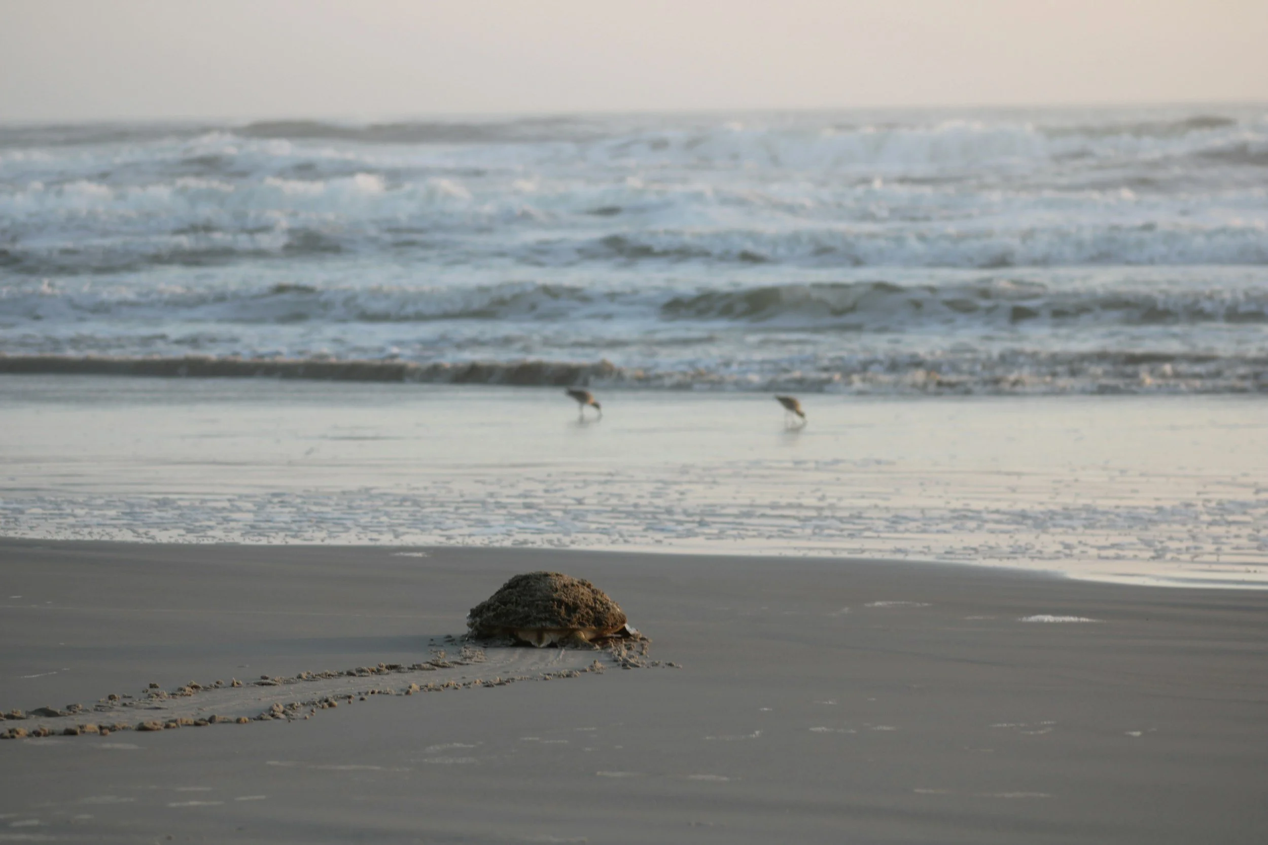 turtle watching.jpg