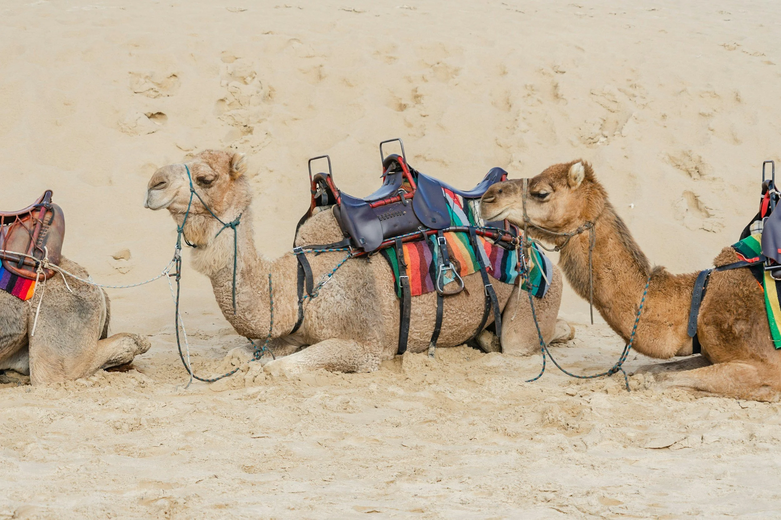 desert camel.jpg