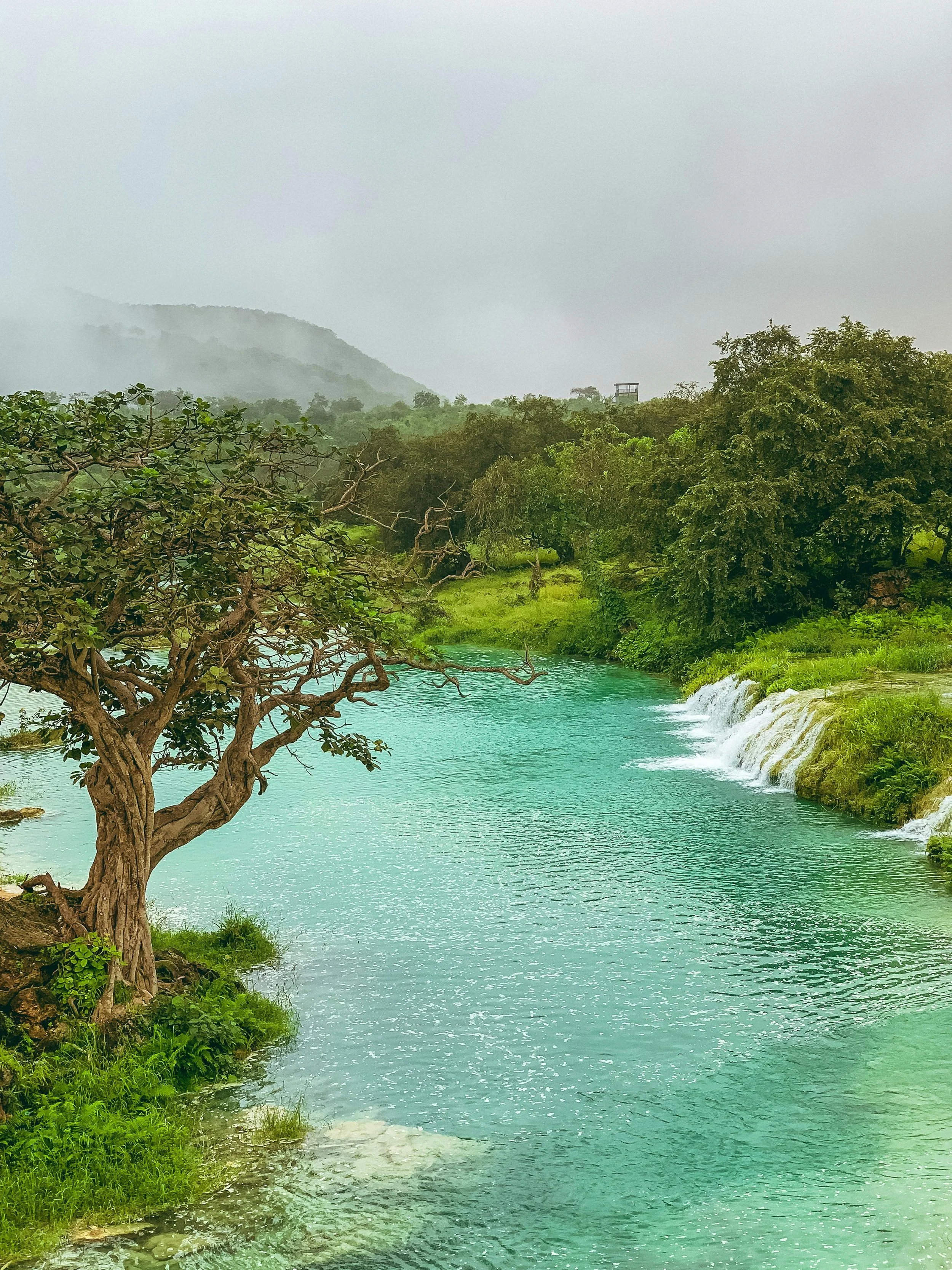 A lush green landscape with a tree in the foreground, a turquoise river, and a misty mountain in the background.