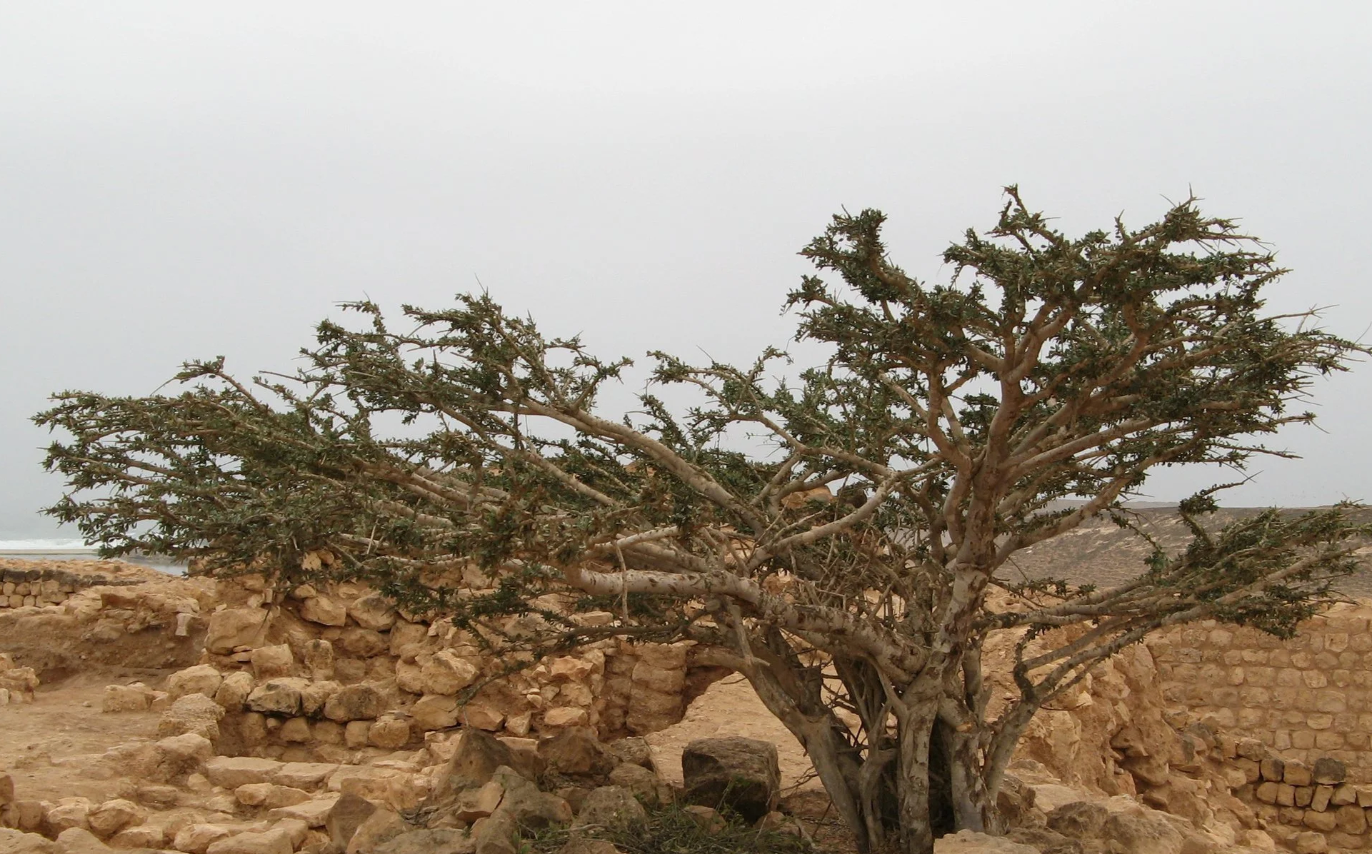 Museum of the Frankincense Land
