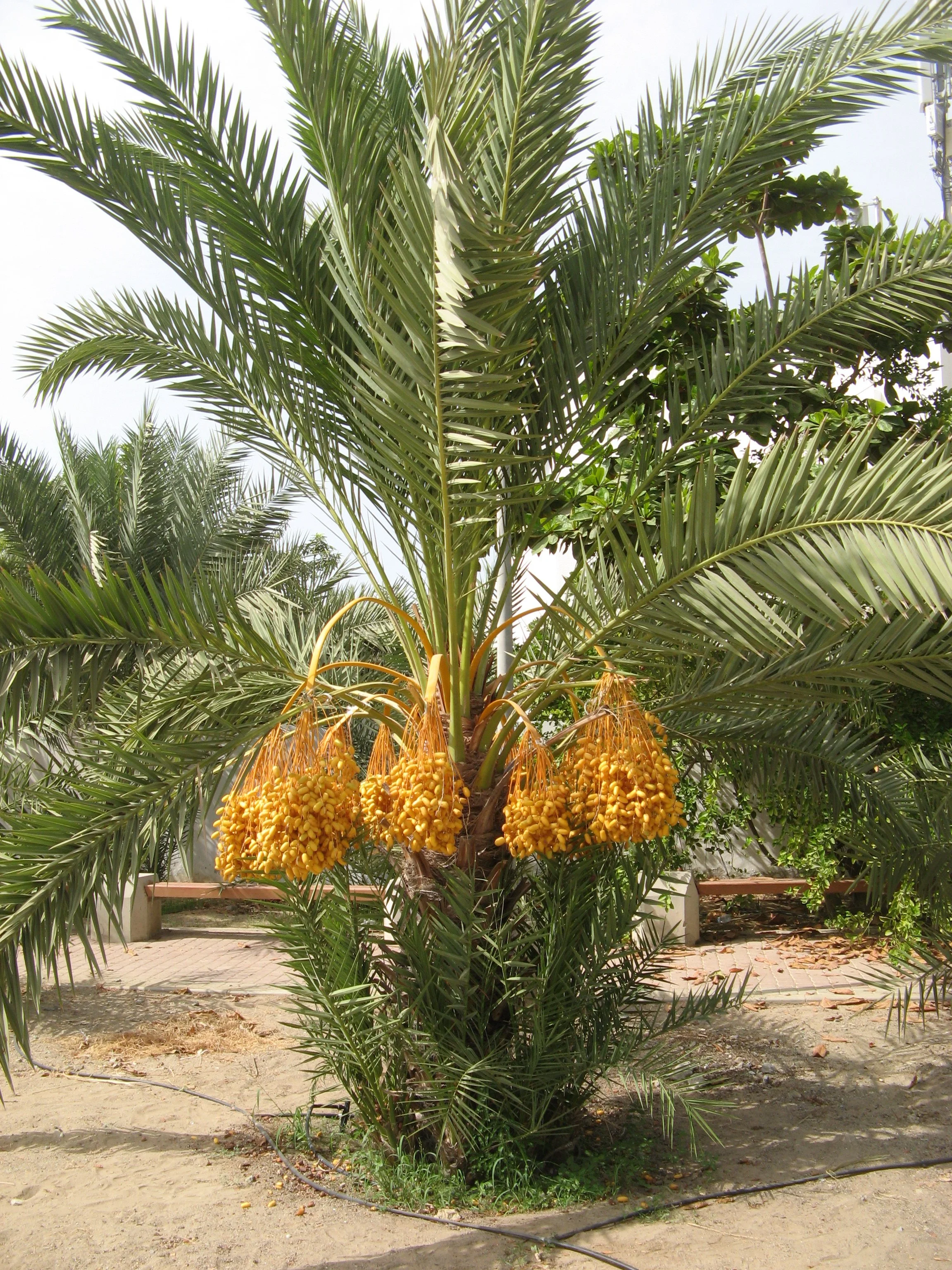 Date Harvest (1).JPG