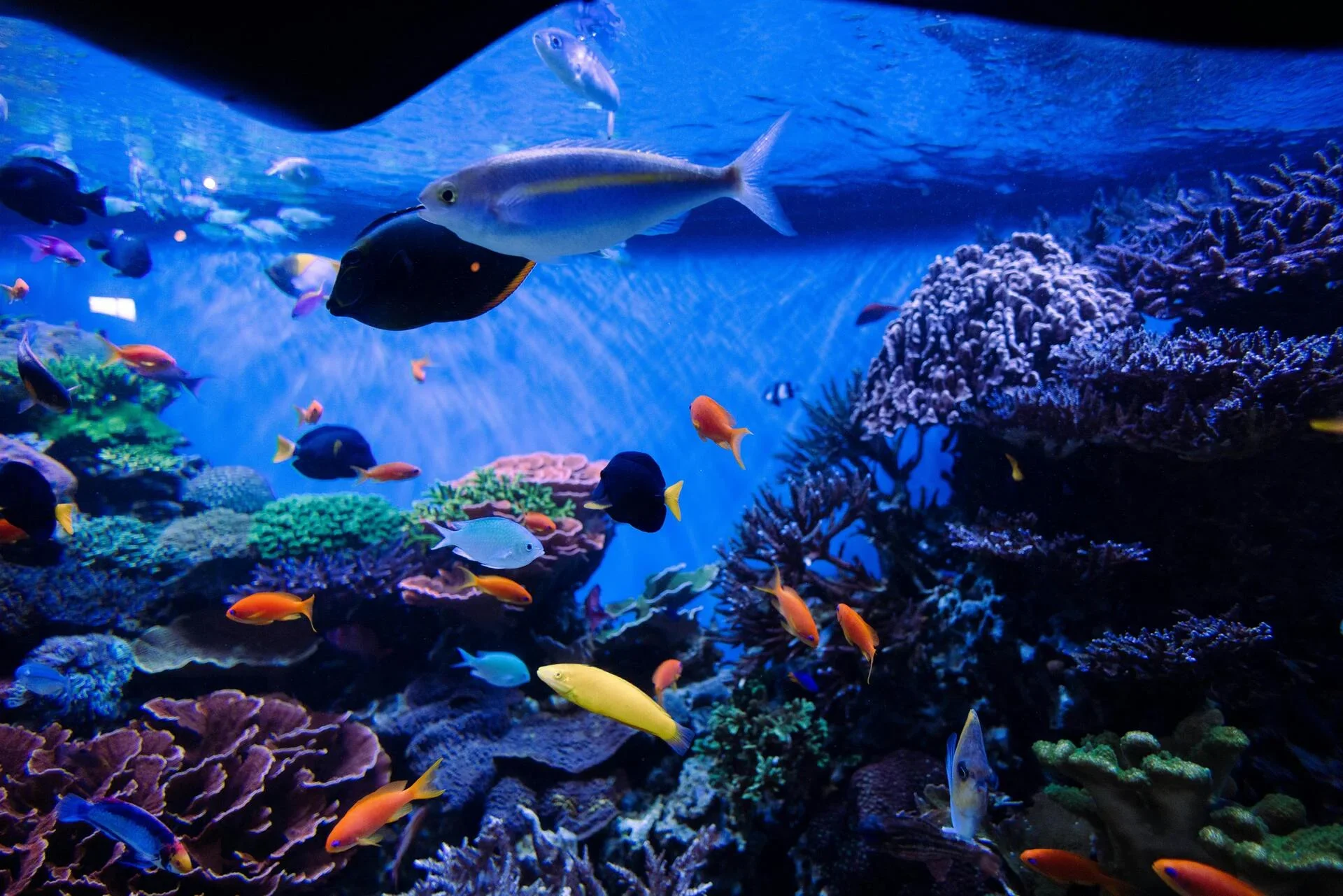 Oman Aquarium