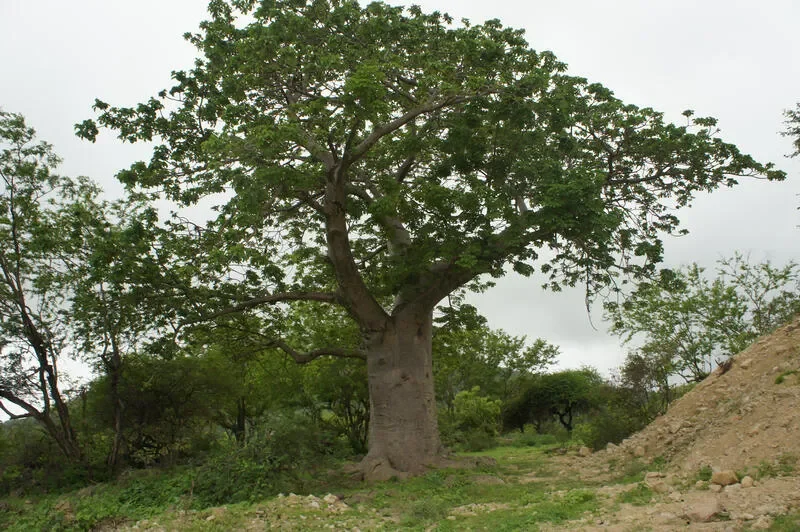 Baobab Trees of Dhofar