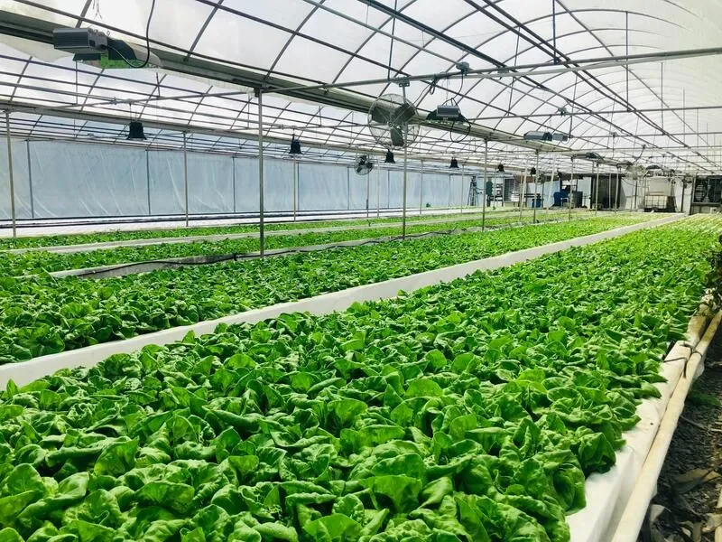 Razat Royal Farm