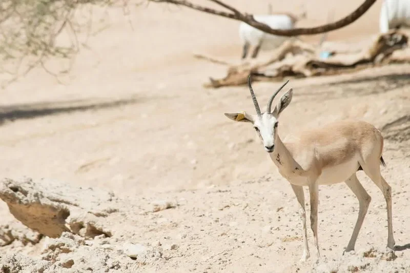 As Saleel National Park
