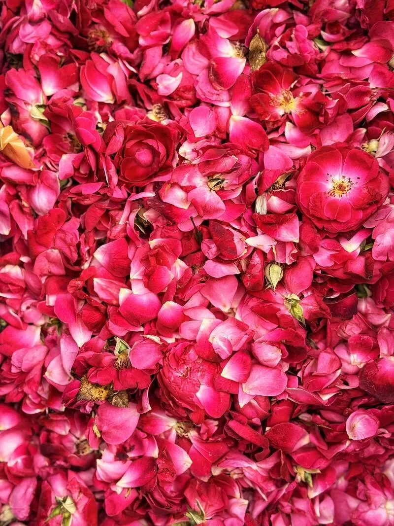 Close-up of pink and red flower petals, some wilted, with a few greenish and yellowish bits, covering the entire frame.