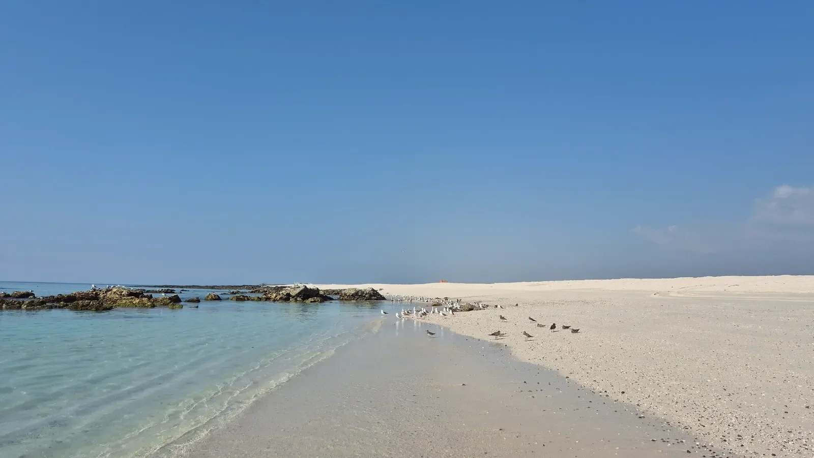 A serene beach scene with clear turquoise water, white sandy shore, rocks extending into the water, a flock of seagulls on the sand, and a blue sky.