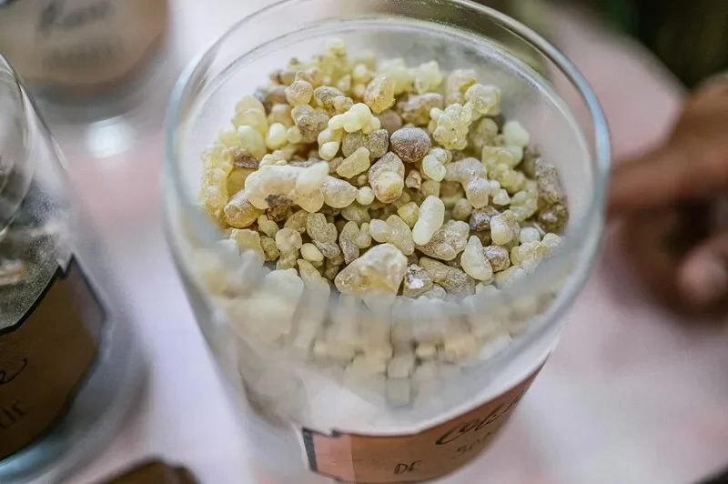 Frankincense Harvesting Experience
