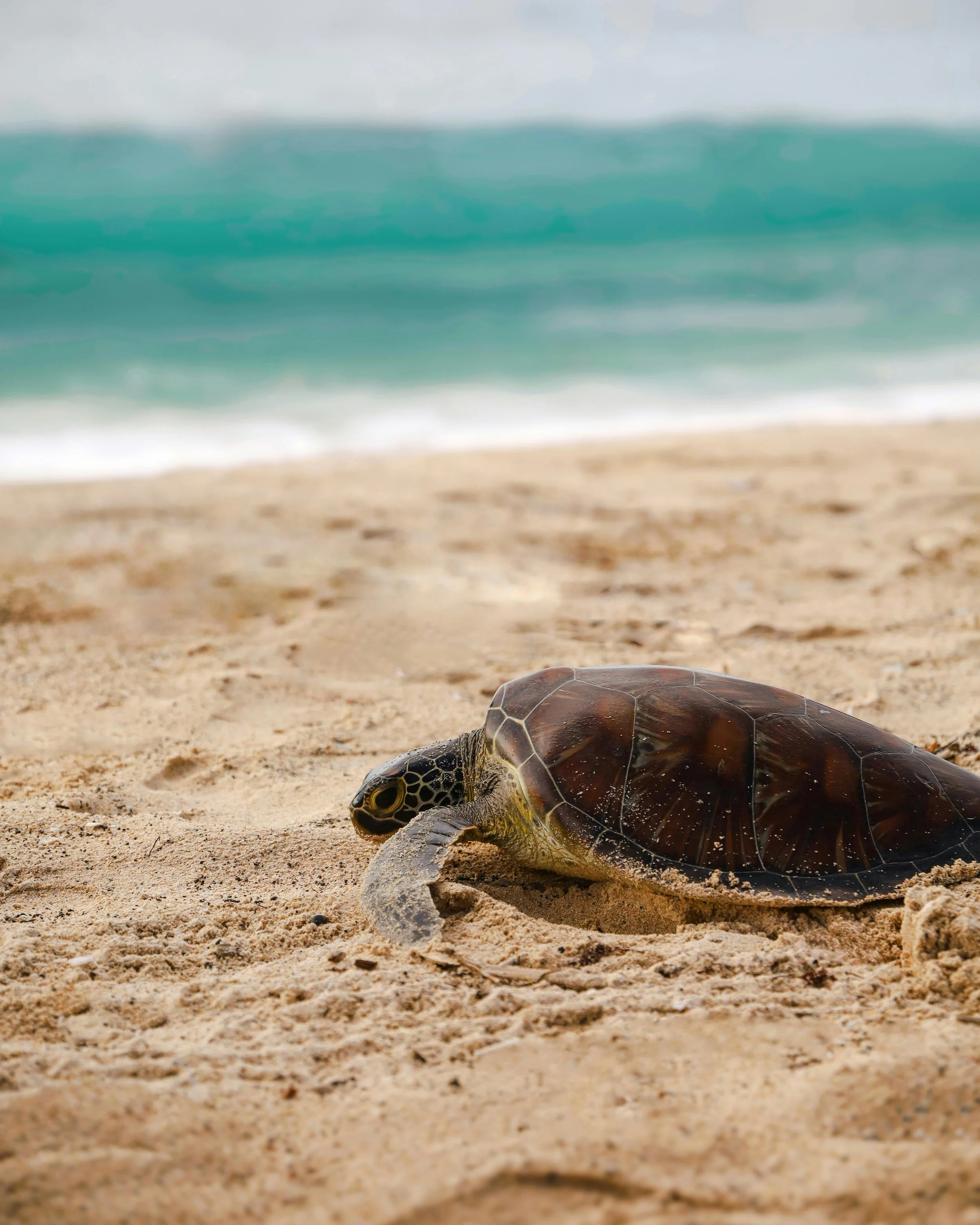 A sea turtle on a sandy beach with ocean waves and cloudy sky in the background.
