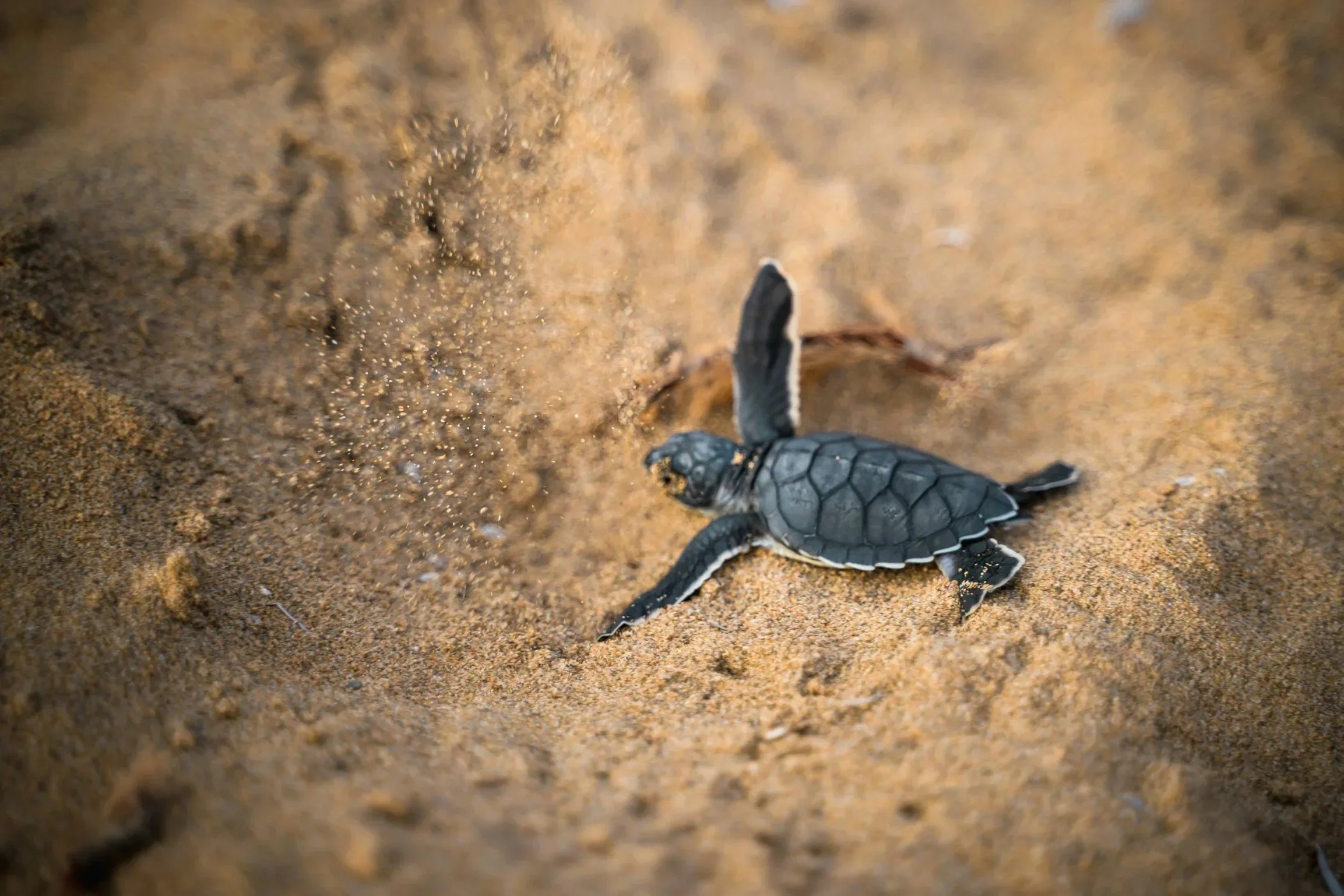 A baby sea turtle crawling on sandy beach, heading towards the ocean.