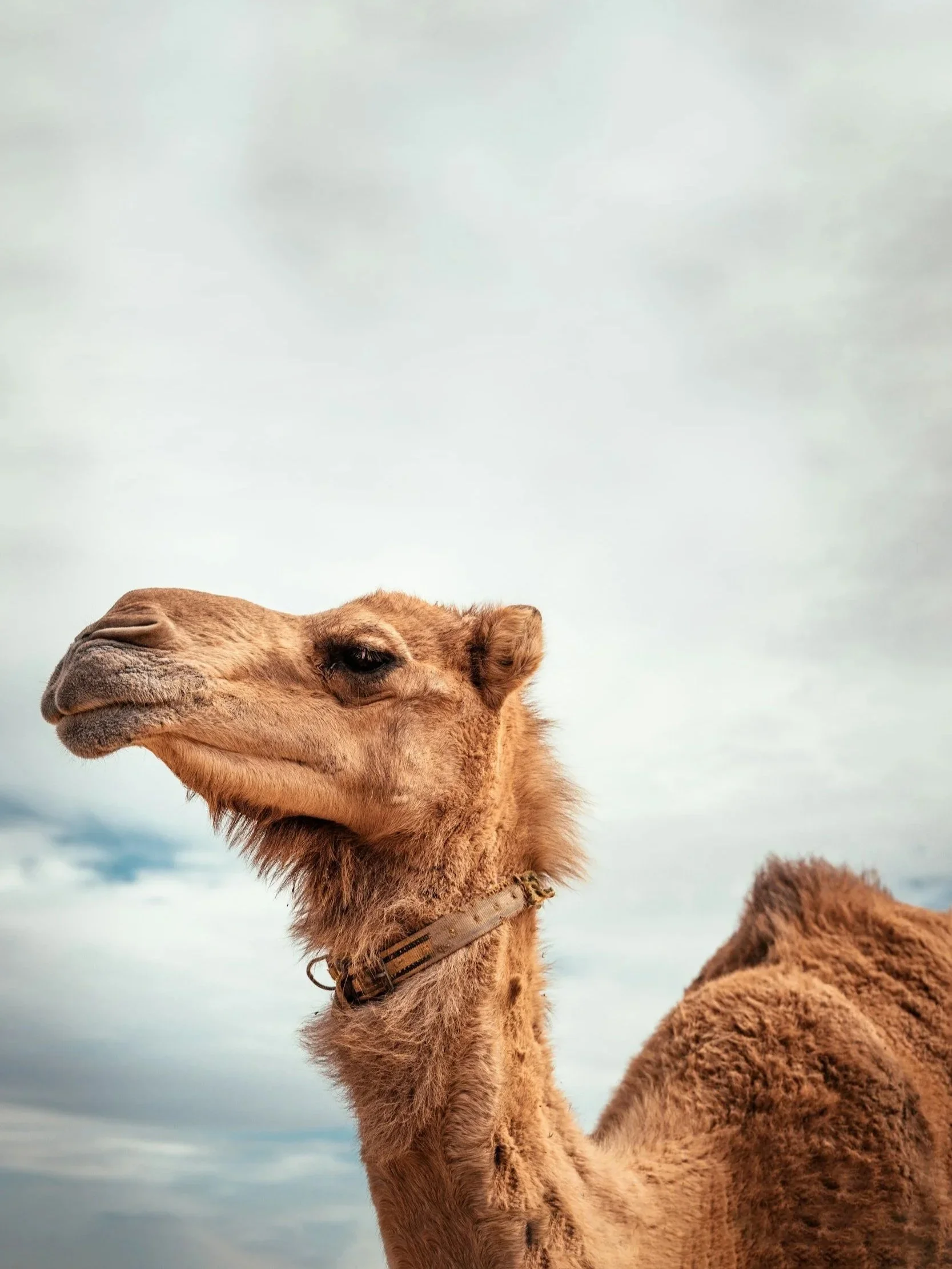 Close-up of a camel's head and neck against a cloudy sky background.