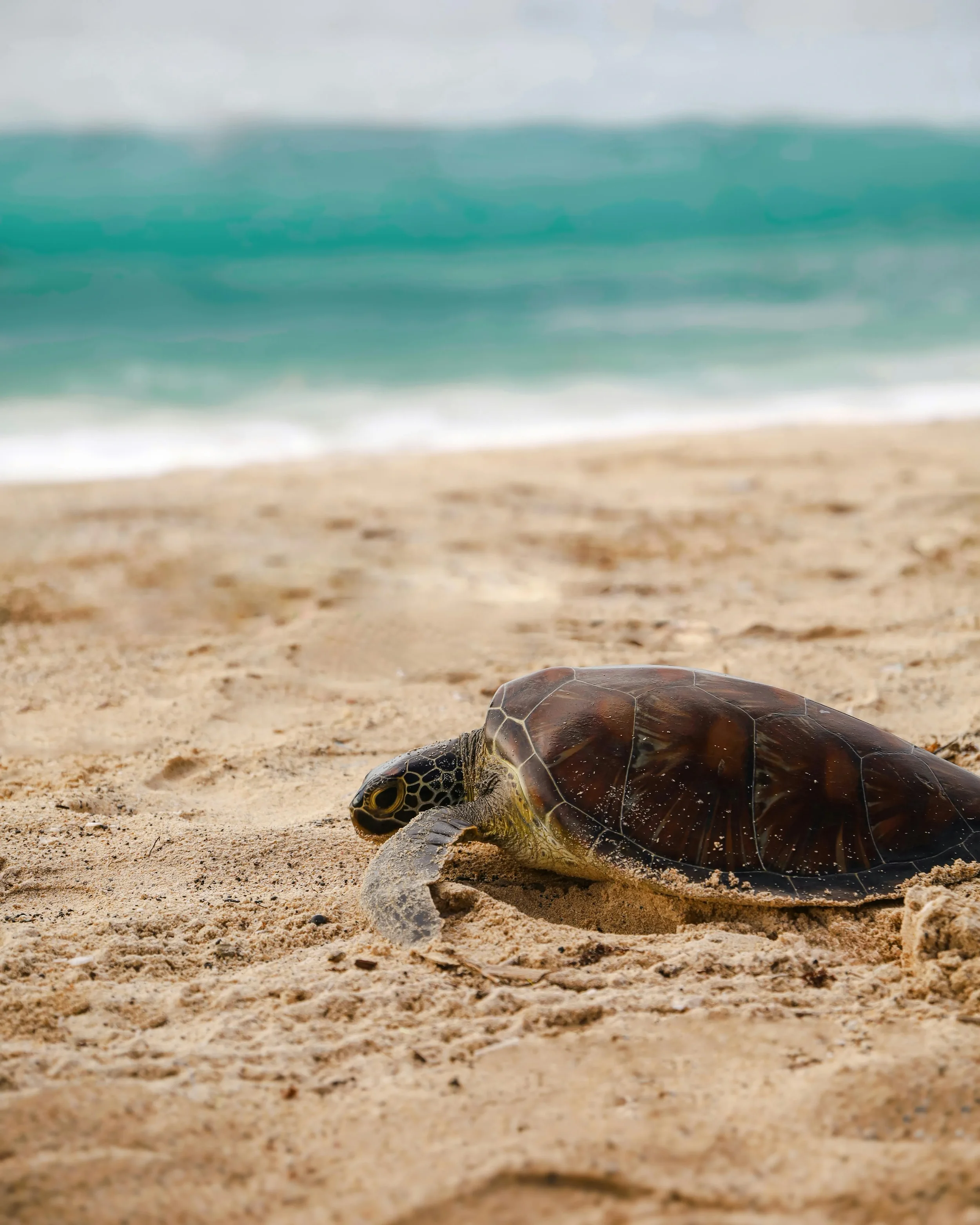 A sea turtle lying on the sandy beach near the shoreline with waves crashing in the background.