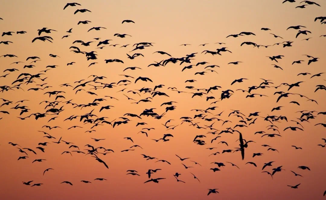 A large flock of birds flying in the sky during sunset with a warm orange background.
