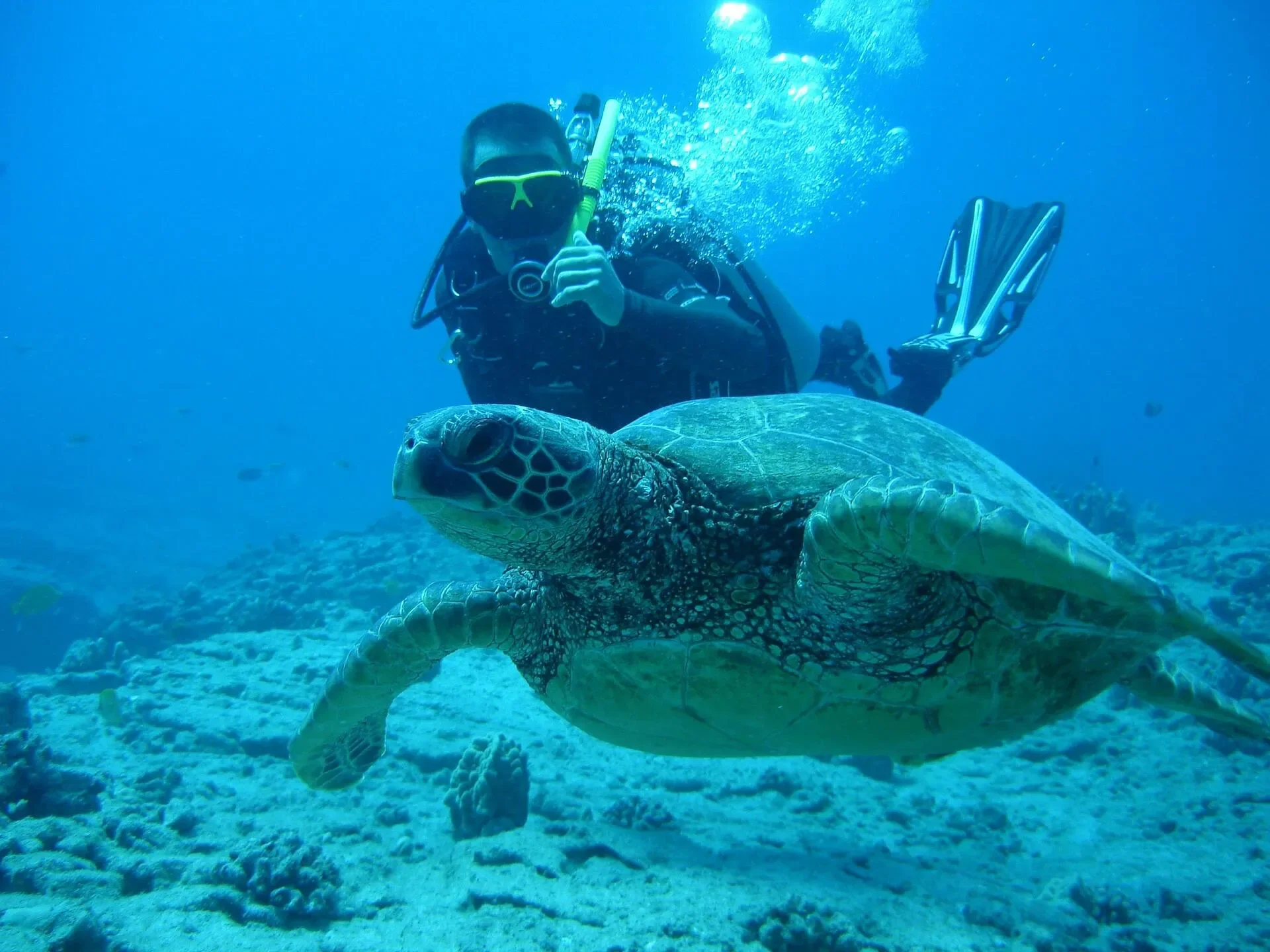 A scuba diver underwater taking a photo of a sea turtle swimming close to the ocean floor.