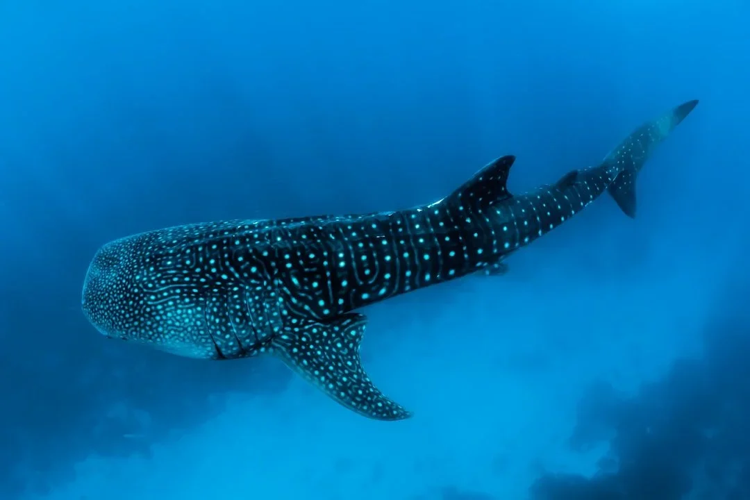 Dolphin and Whale Watching