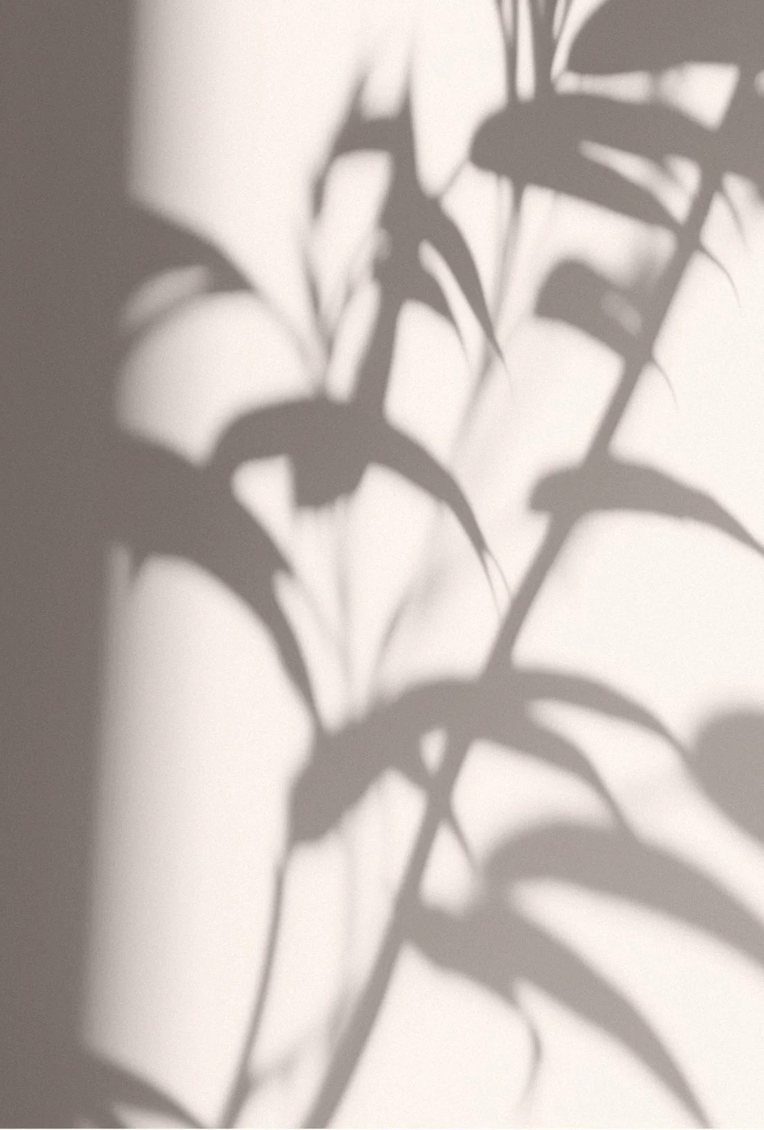 Shadow of plant leaves and stems cast on a white wall.