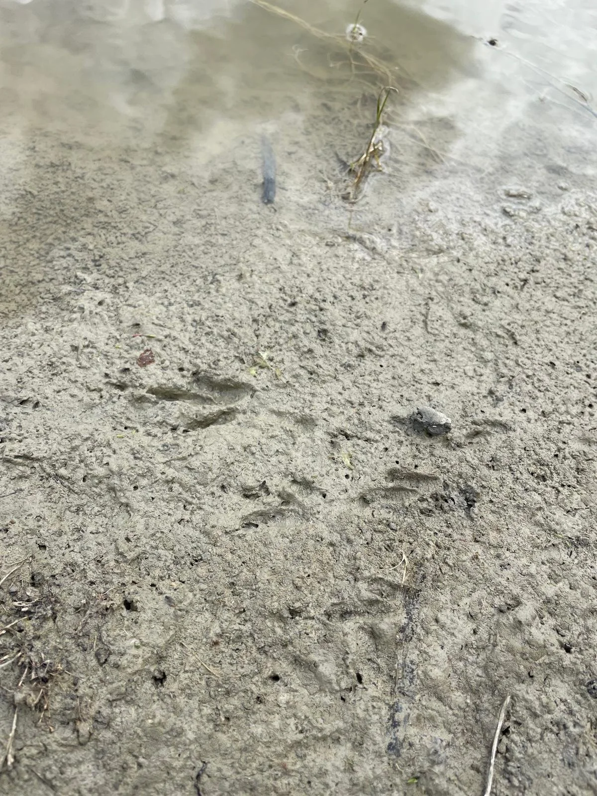 A close-up image of dirt and mud with animal tracks and paw prints, with some water and small plants visible.