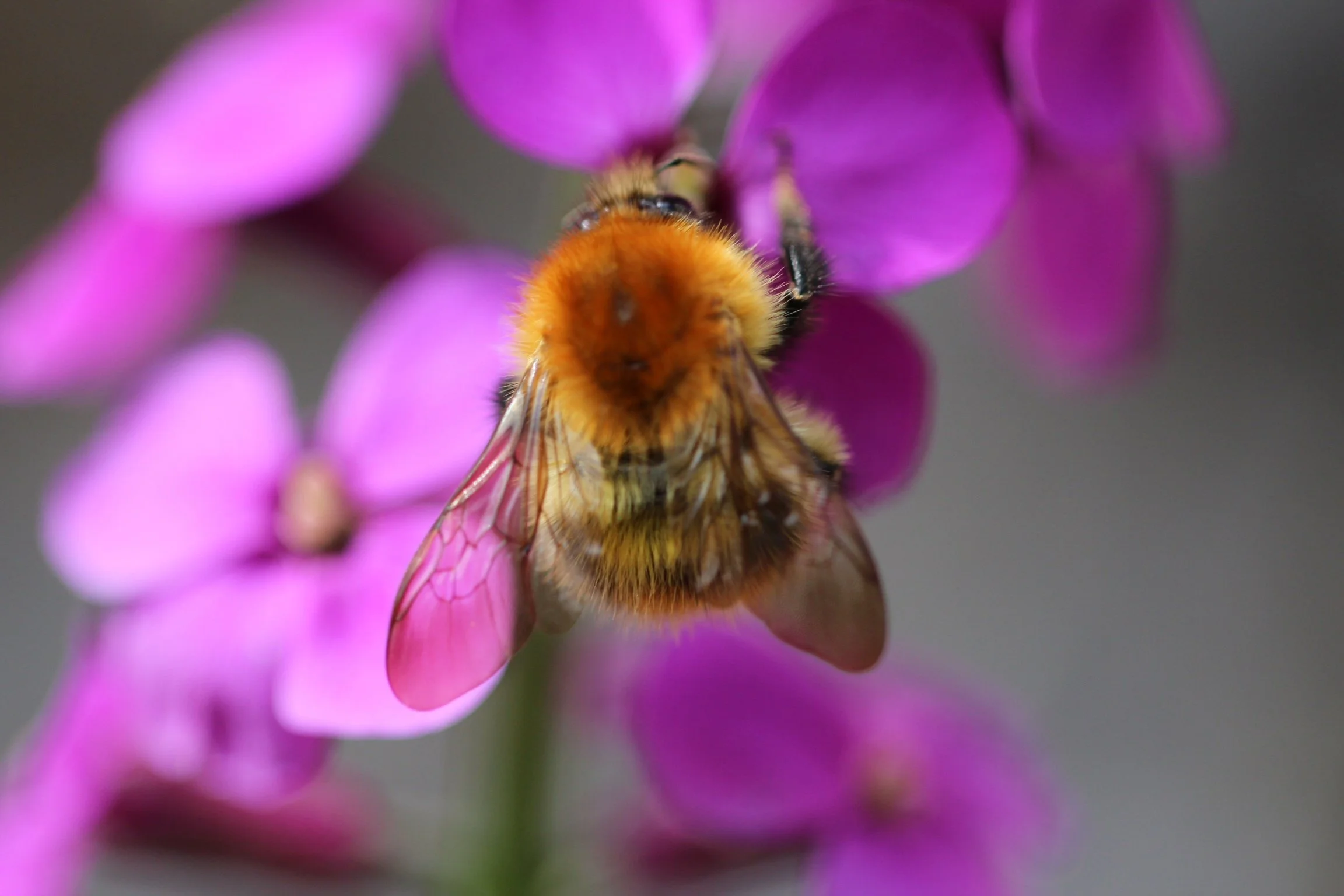 Close-up of a bee collecting nectar from a pink flower.