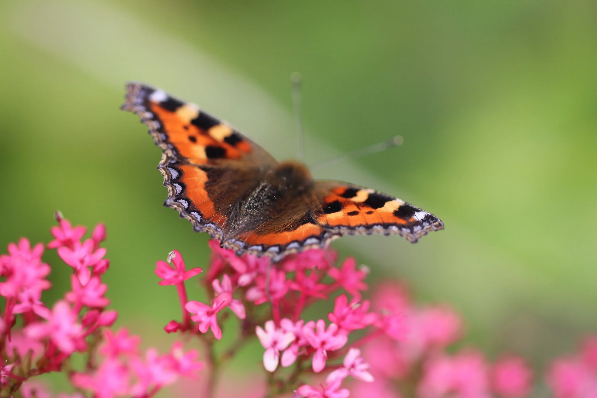 The Top 10 Nectar-Rich Plants for Your Garden