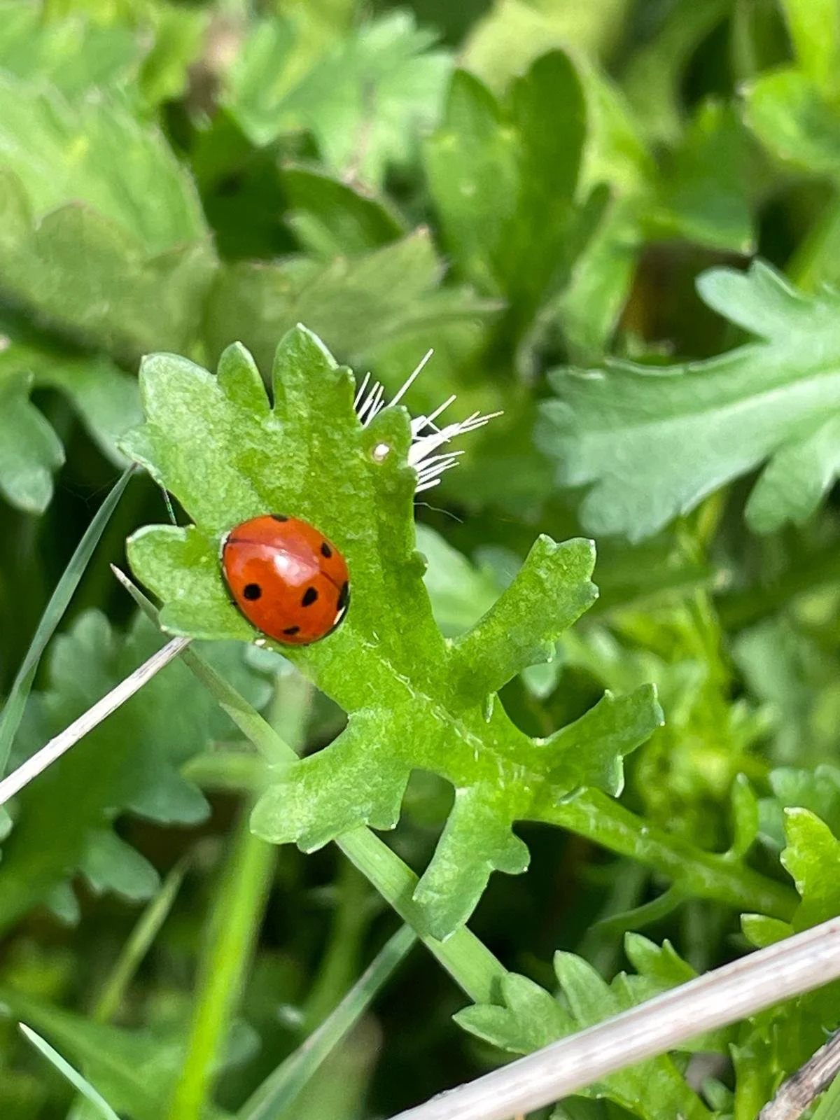 Close-up of a red ladybug with black spots on a green leaf, surrounded by various green plants.