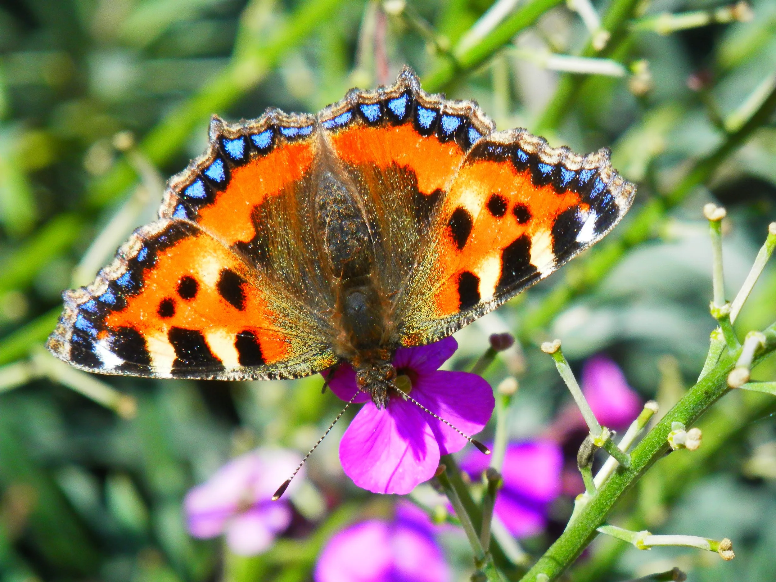 Close-up of a butterfly with orange, black, and blue markings resting on a purple flower amid green plants.
