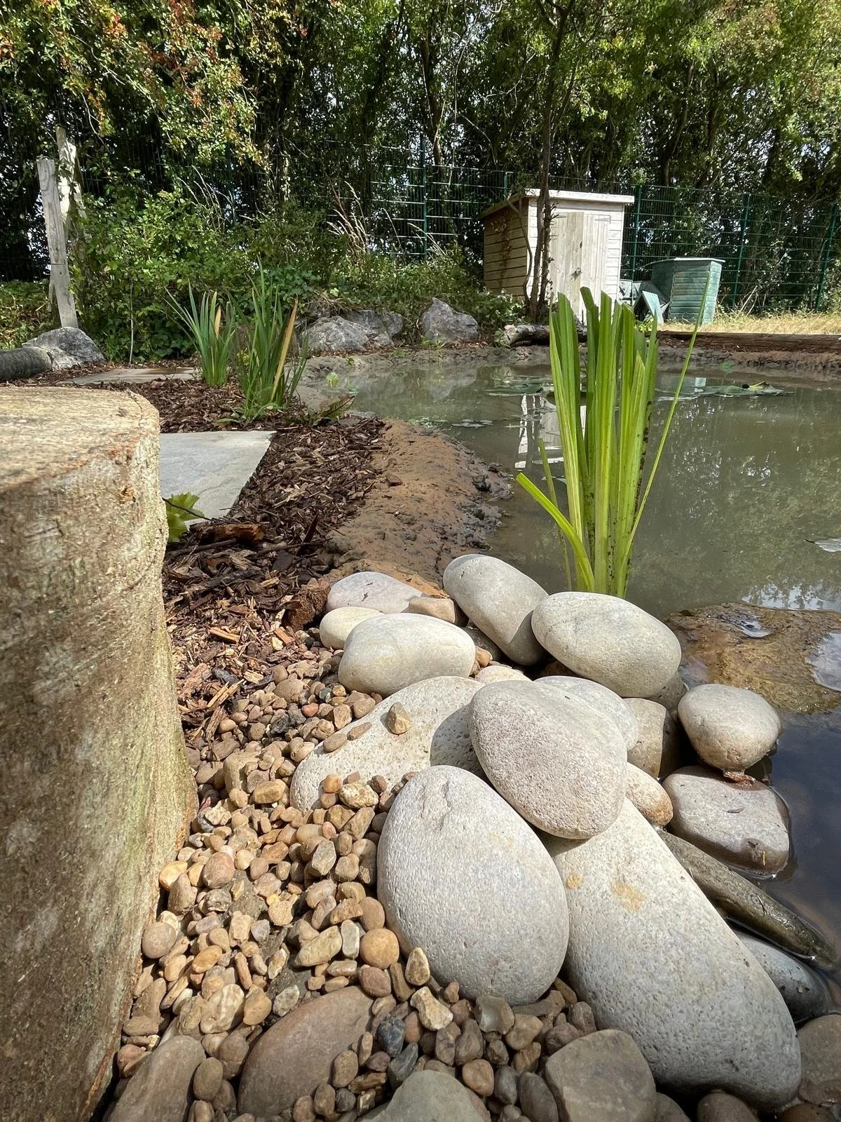 A small pond surrounded by rocks, plants, and mulch, with a wooden shed and trees in the background.