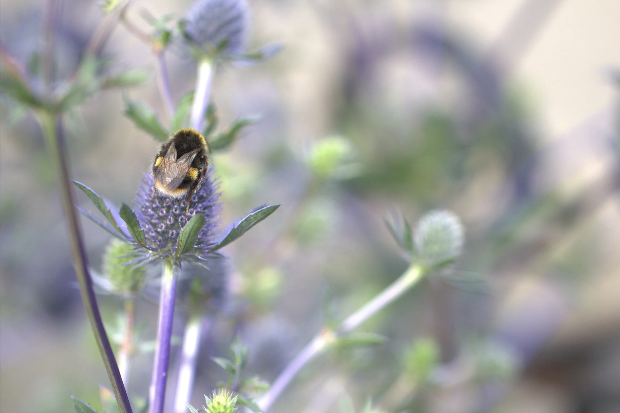 Close-up of a bumblebee on a purple flower, with green stems and blurred background.