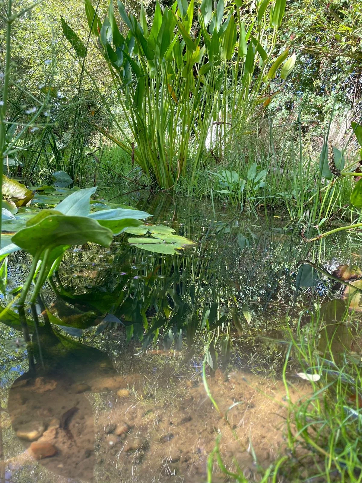 A small pond or marsh with green aquatic plants, lily pads, and tall grass and reeds along the water's edge, reflecting in the water.