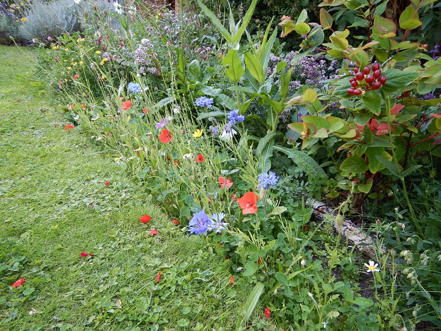 A garden with a variety of colorful flowers and green foliage, with a grassy area to the left.