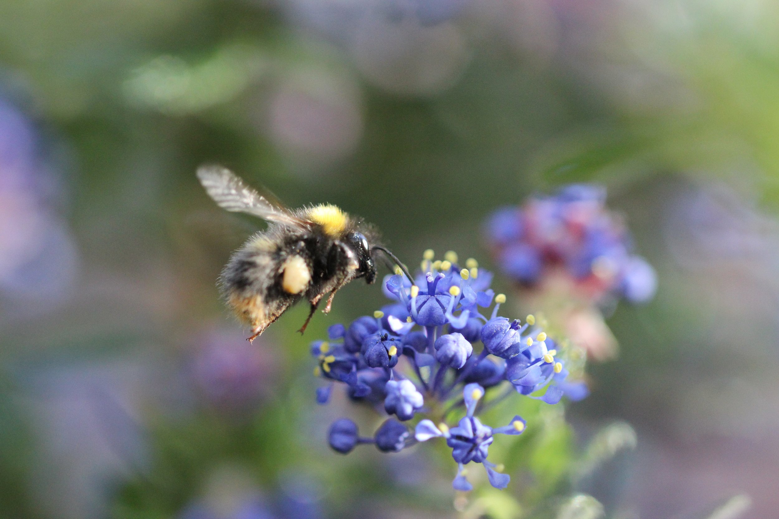 A close-up of a bee with black and yellow fuzzy body gathering nectar from a cluster of small, vibrant blue flowers with yellow stamens, set against a blurred background of green foliage.