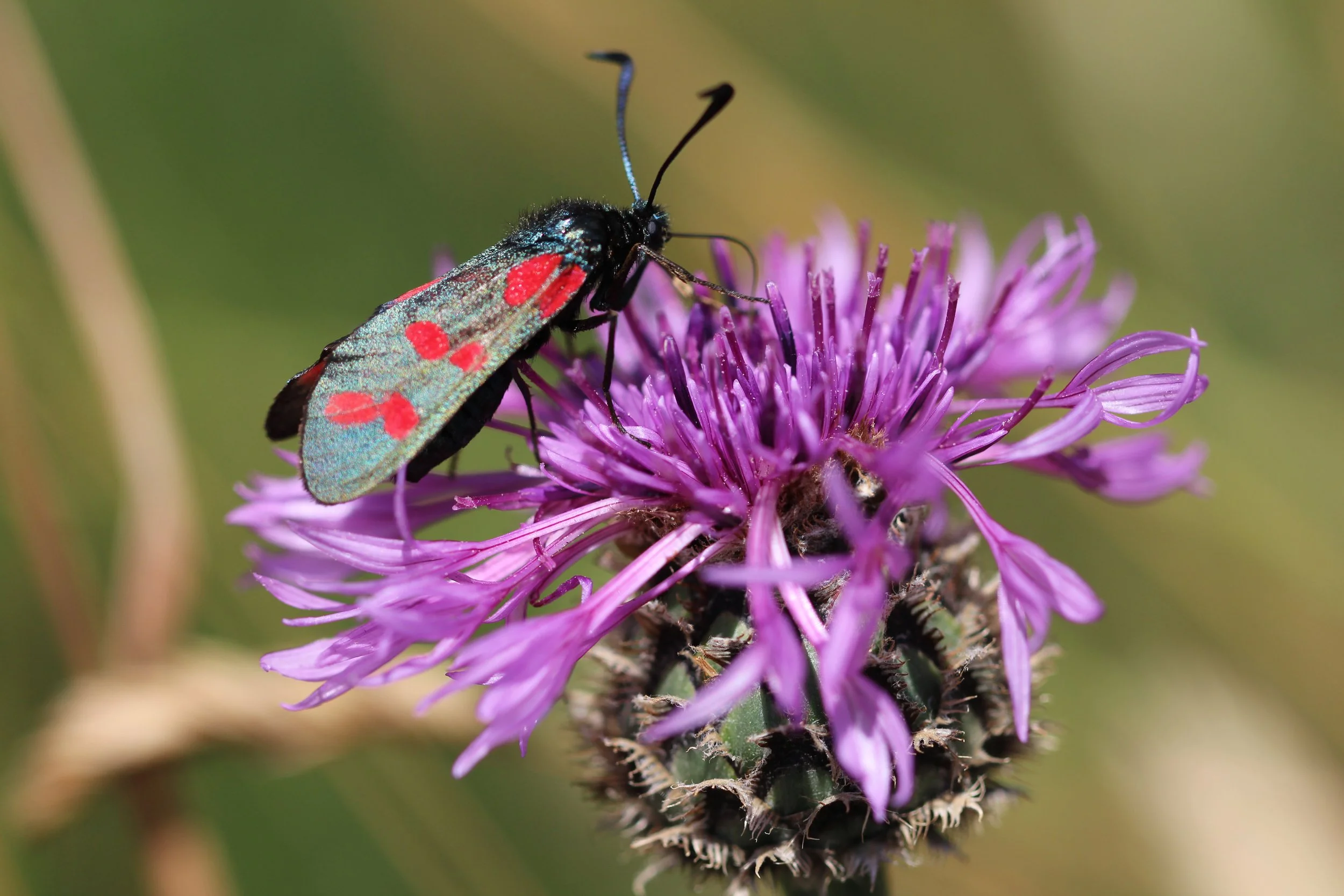 A close-up view of a black and red insect with iridescent wings sitting on a purple thistle flower.