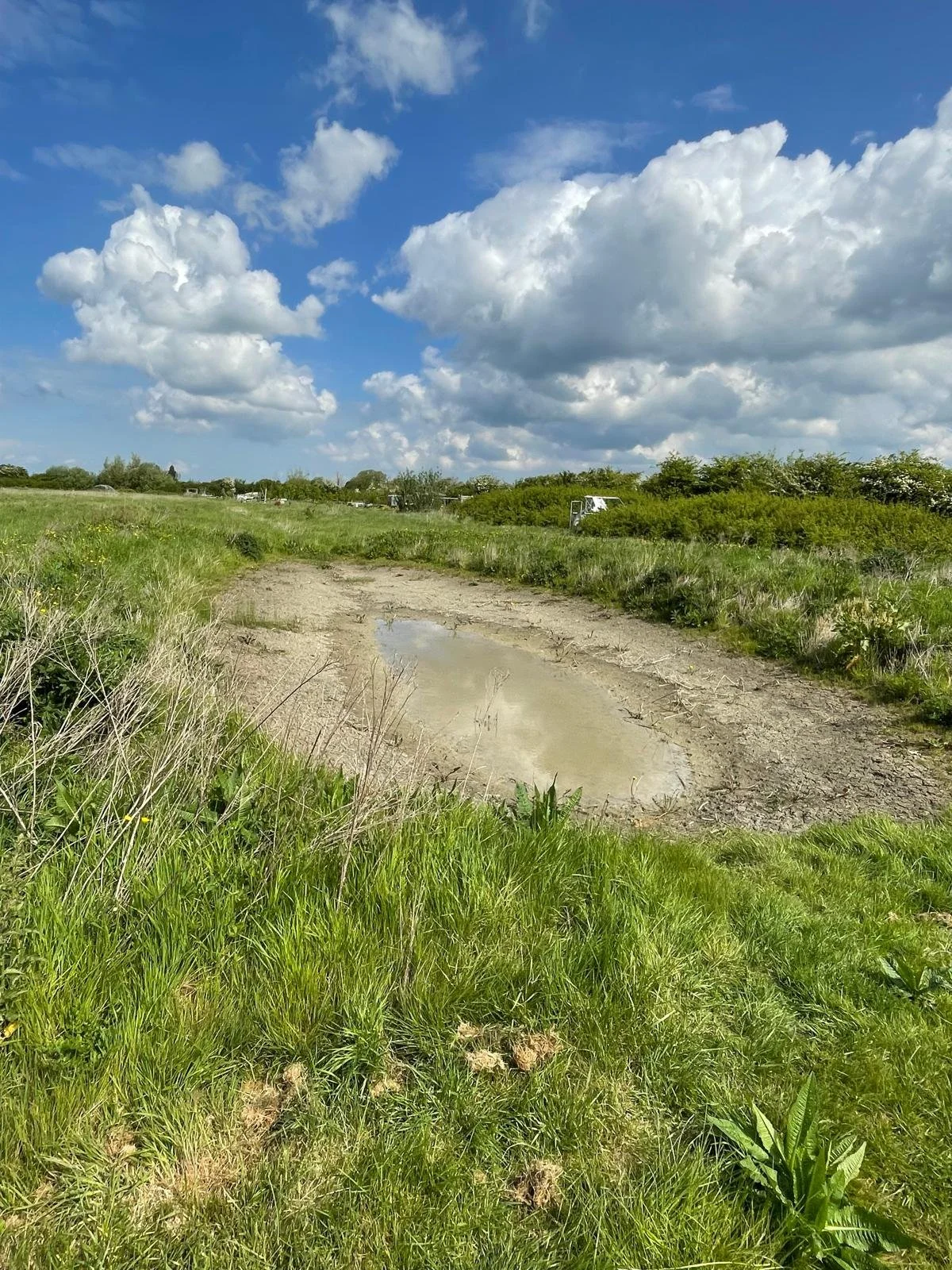 The scrape built as part of a rewilding project in in Congresbury, North Somerset surrounded by green grass and bushes, under a partly cloudy blue sky in a rural area.