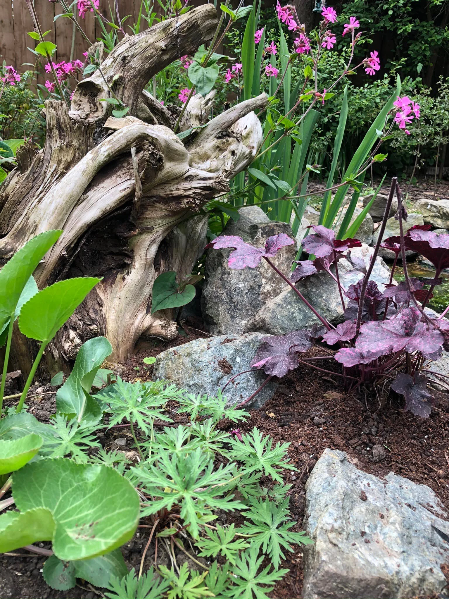 Various plants growing around rocks and a weathered piece of driftwood in a garden setting.