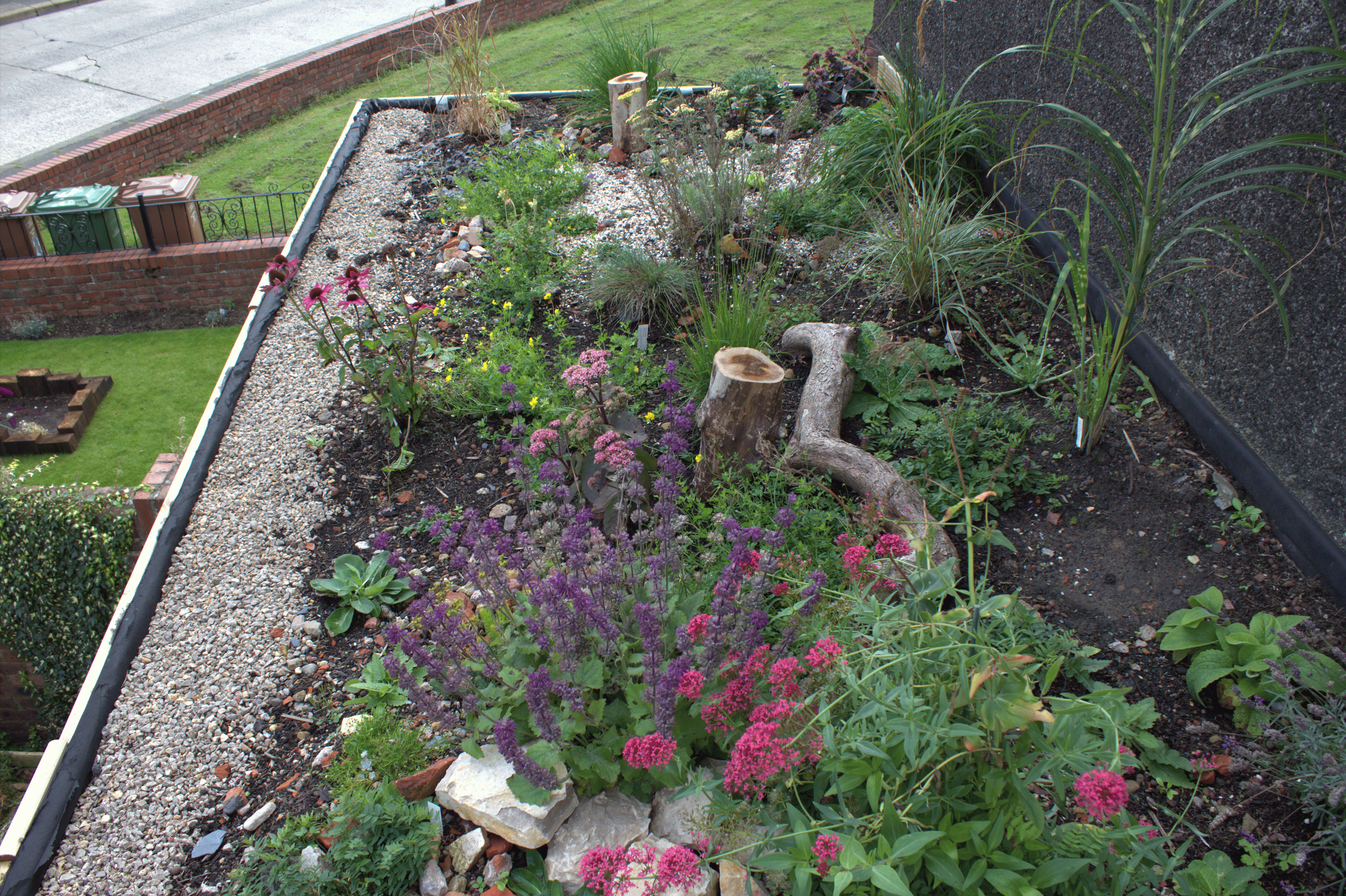 Transforming Sheds and Bin Tidies into Green Roofs