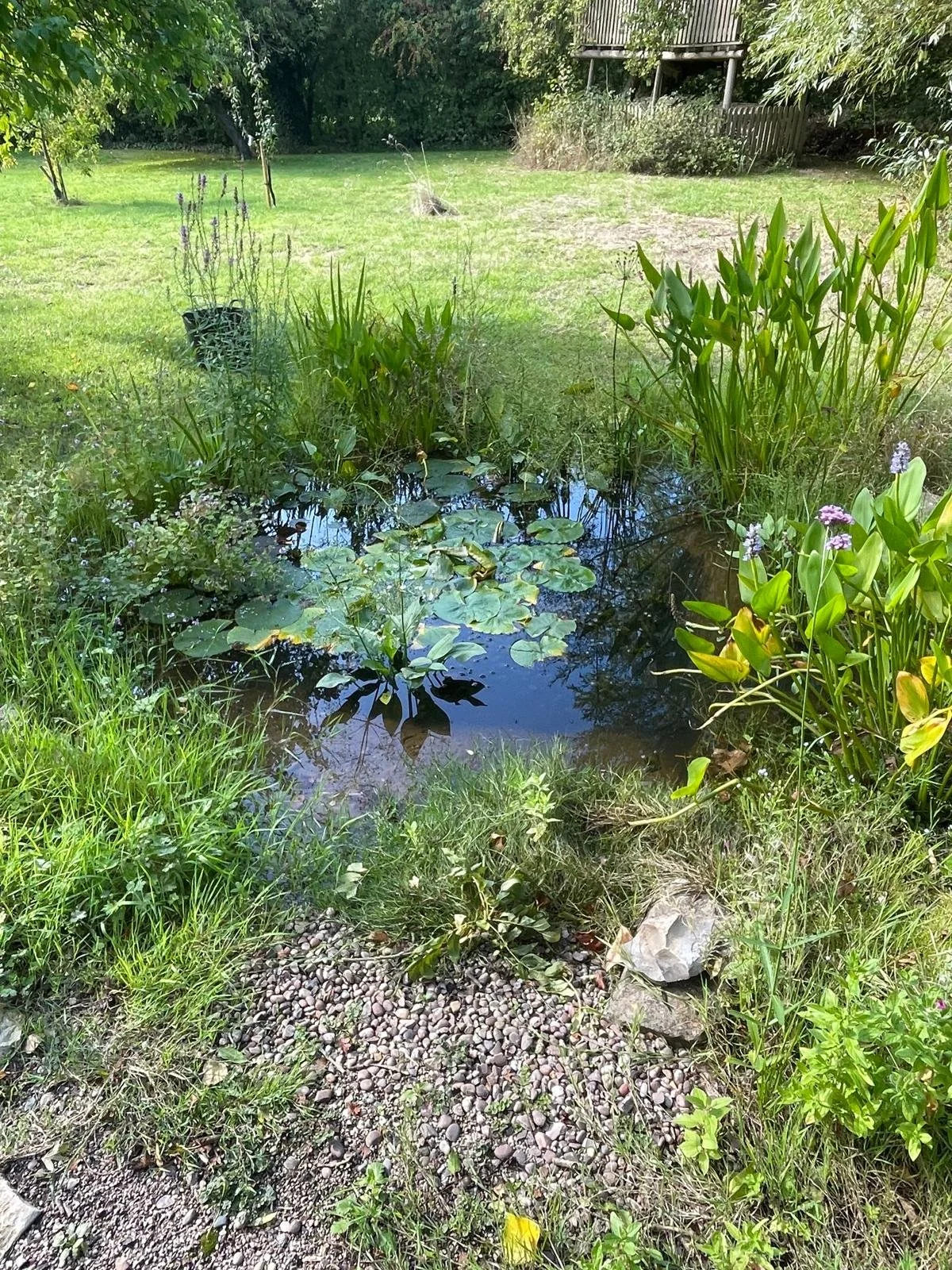A small pond with water lilies and reeds in a grassy backyard. In the background, there is a wooden deck or porch and some trees and bushes.