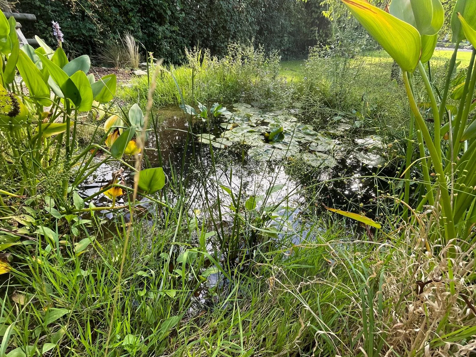 A small pond surrounded by tall green grass, lily pads, and various plants, with sunlight reflecting off the water surface.