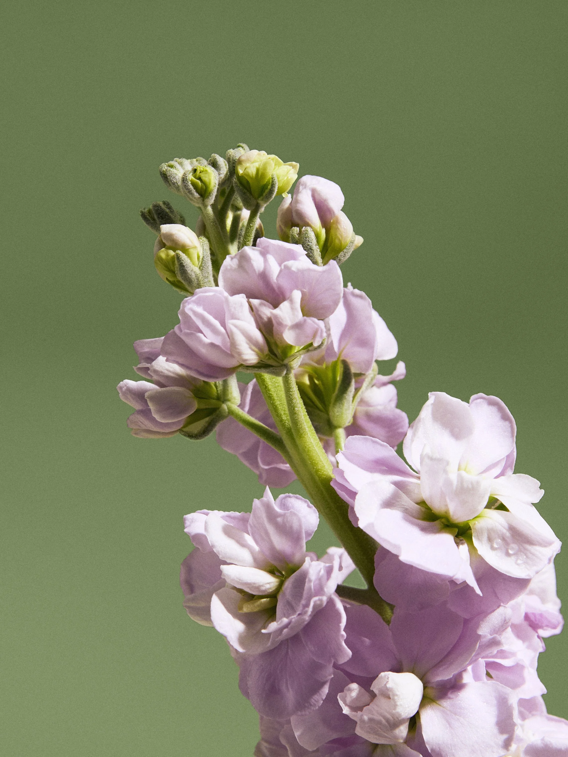 06-LEAMORICHON VIVAIA.jpg