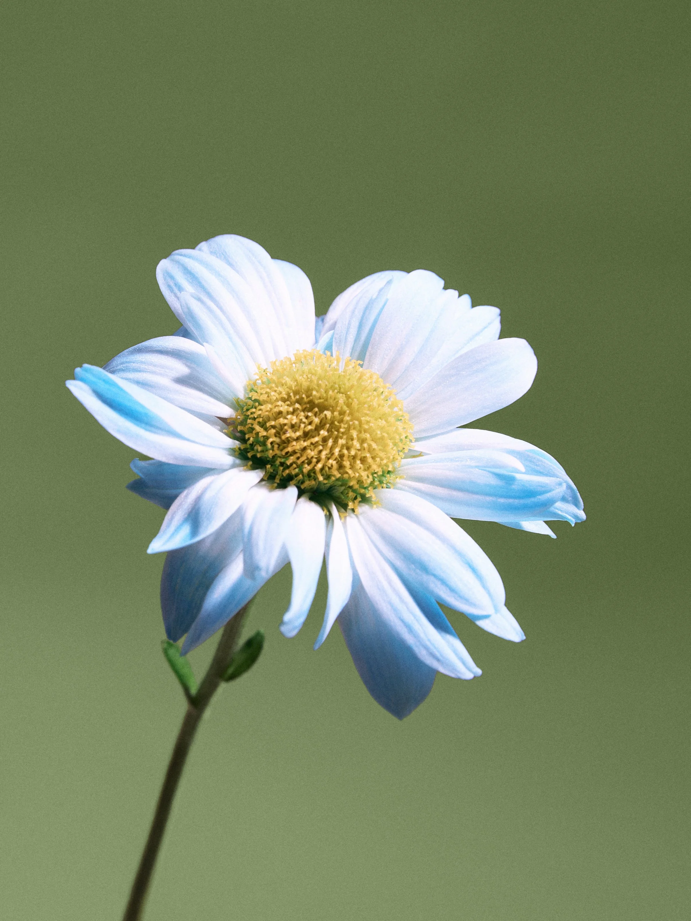 08-LEAMORICHON VIVAIA.jpg