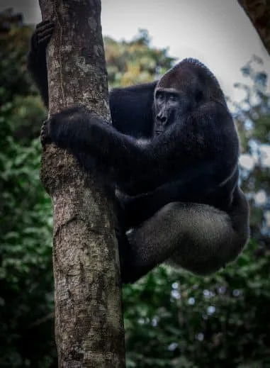 A young gorilla climbing a tree in a forested area.
