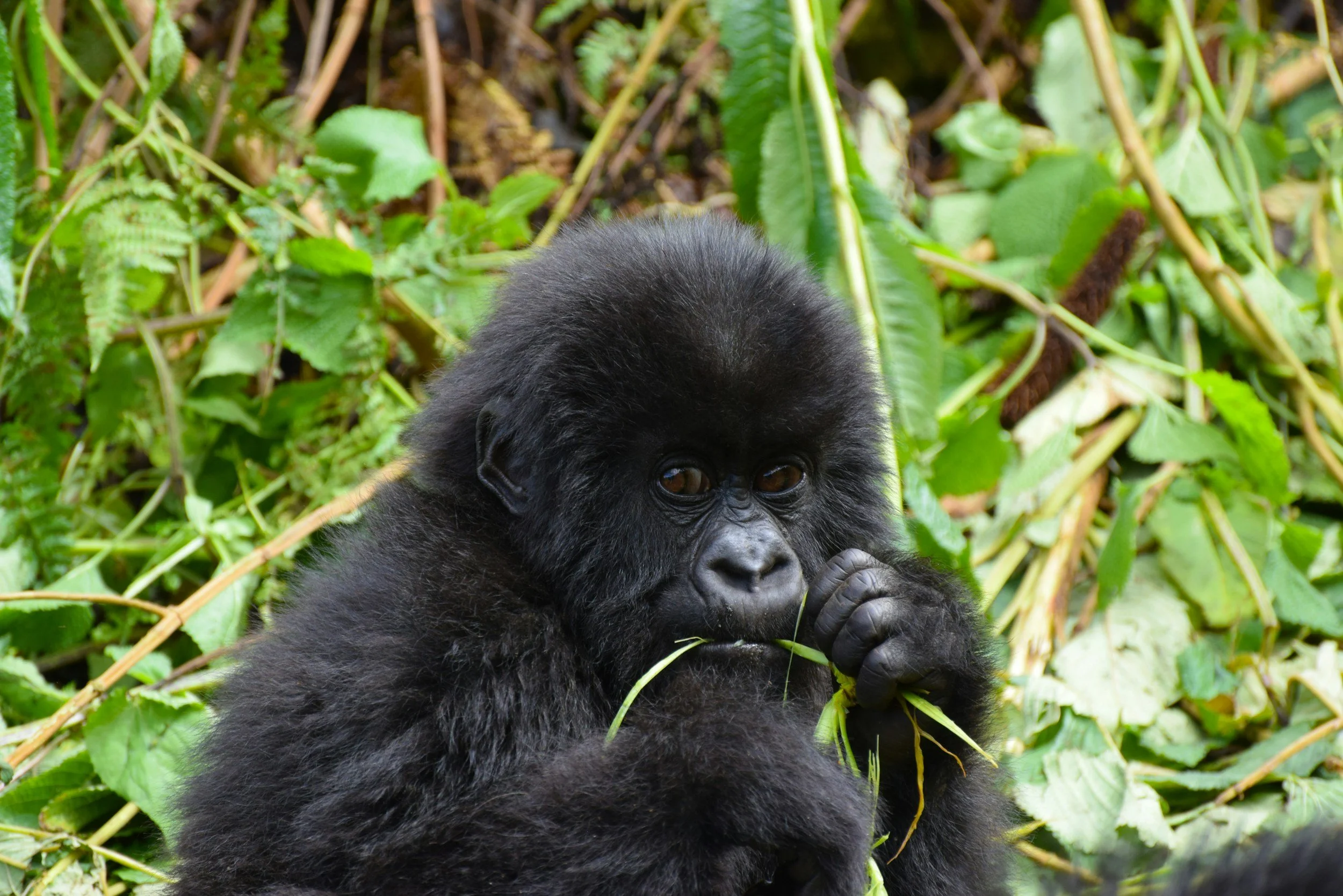 Congo Itineraries