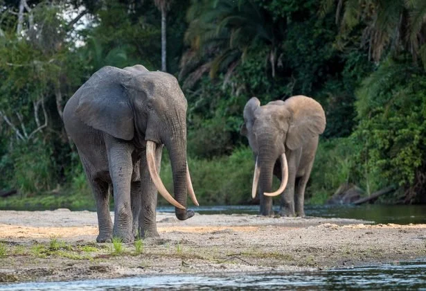 Two elephants standing on a riverbank near a water body with a lush green forest in the background.